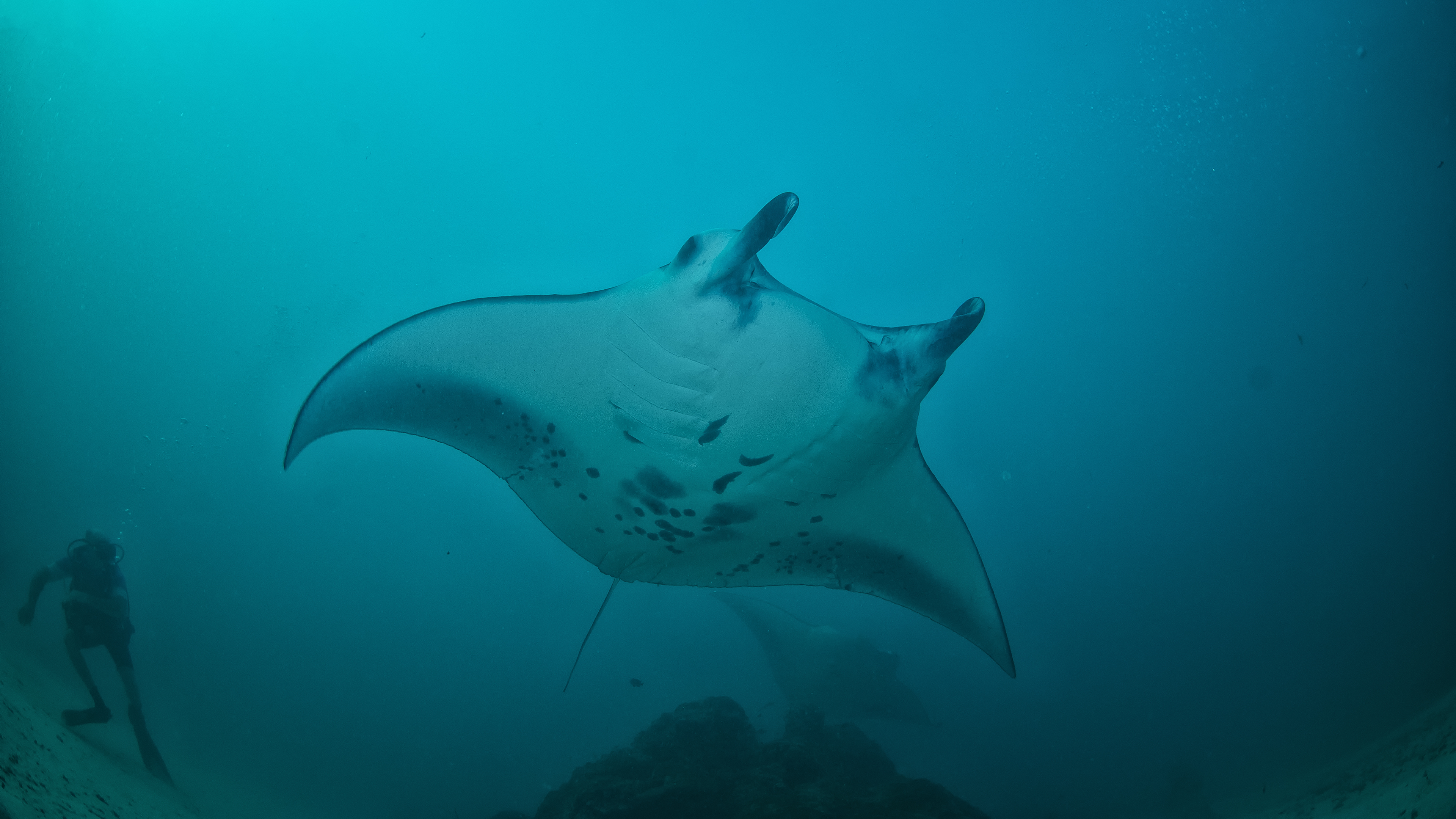 Manta Ray Cleaning Station