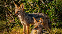Young Black Back Jackels Looking for Mom