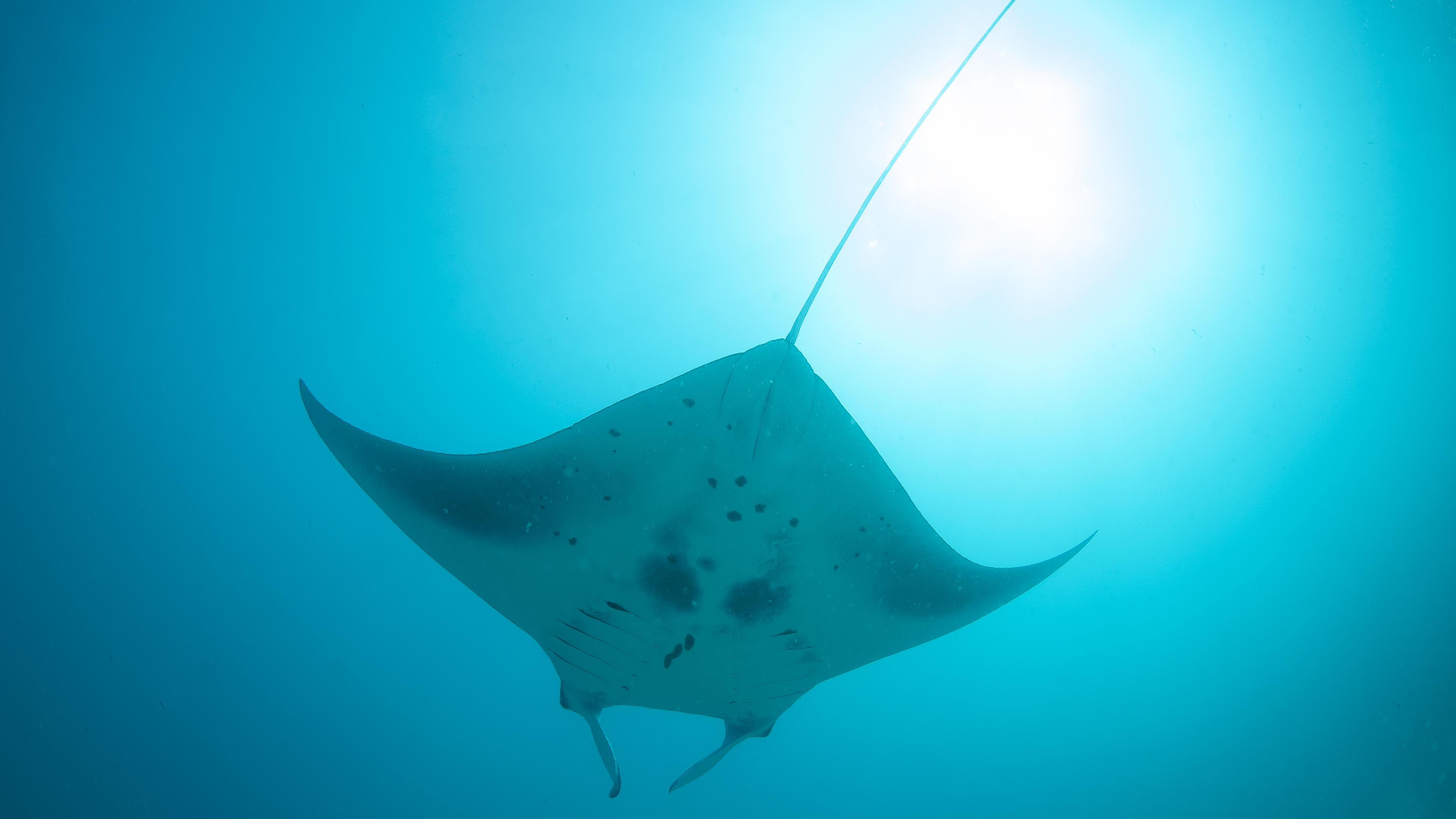 Manta Ray Cleaning Station