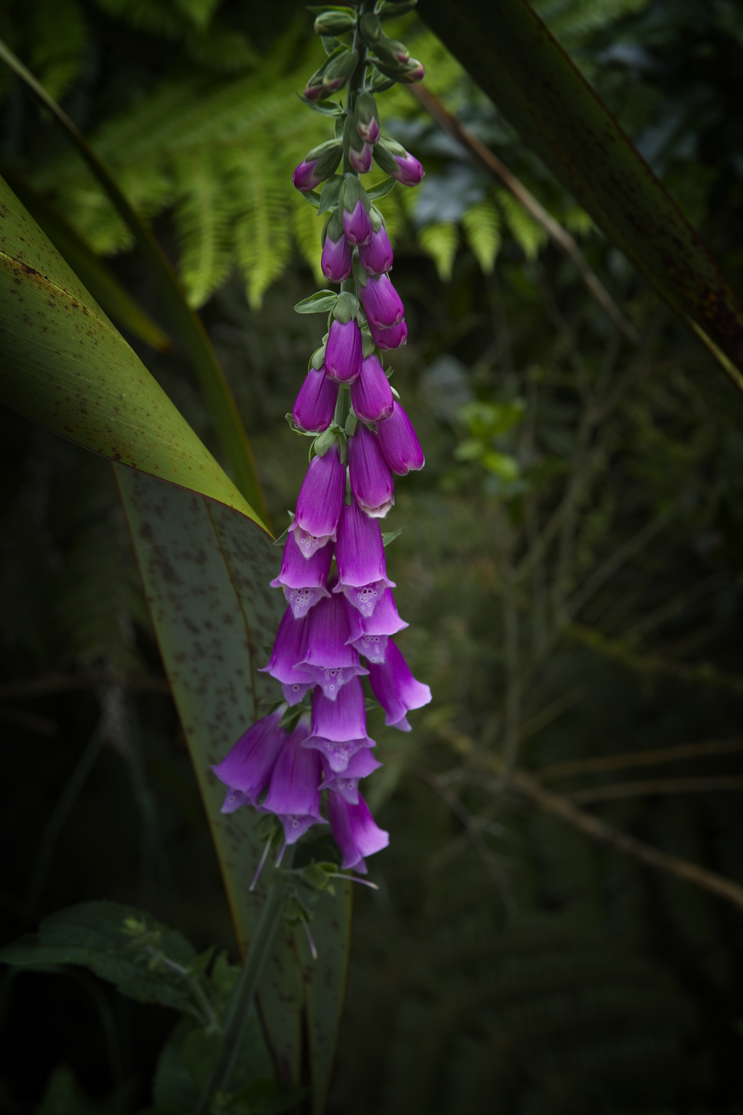Flowers at Footwhistle Glowworm Cave