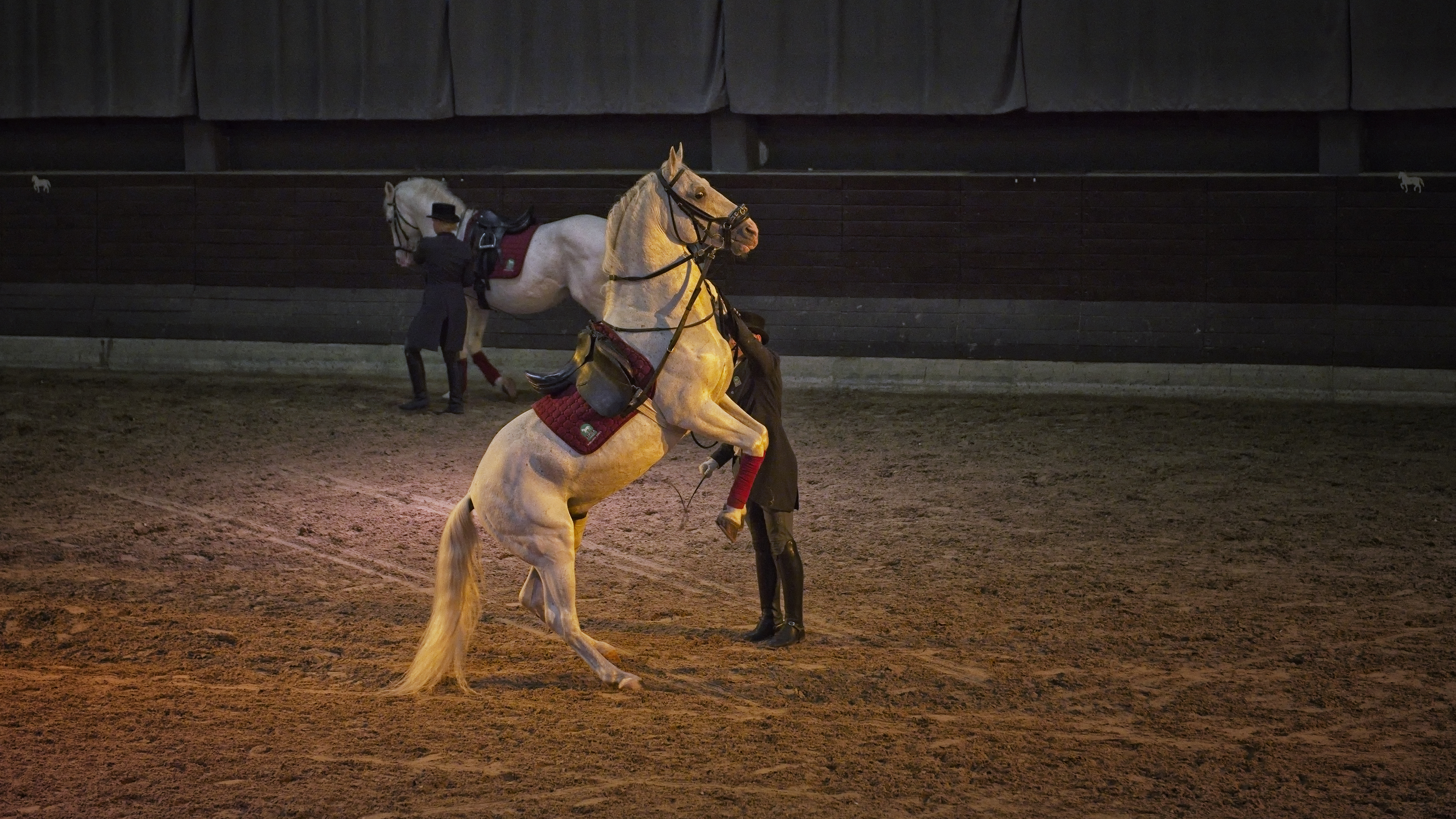 The Lipizzan