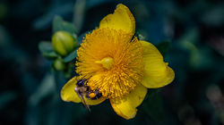 Collecting Pollen