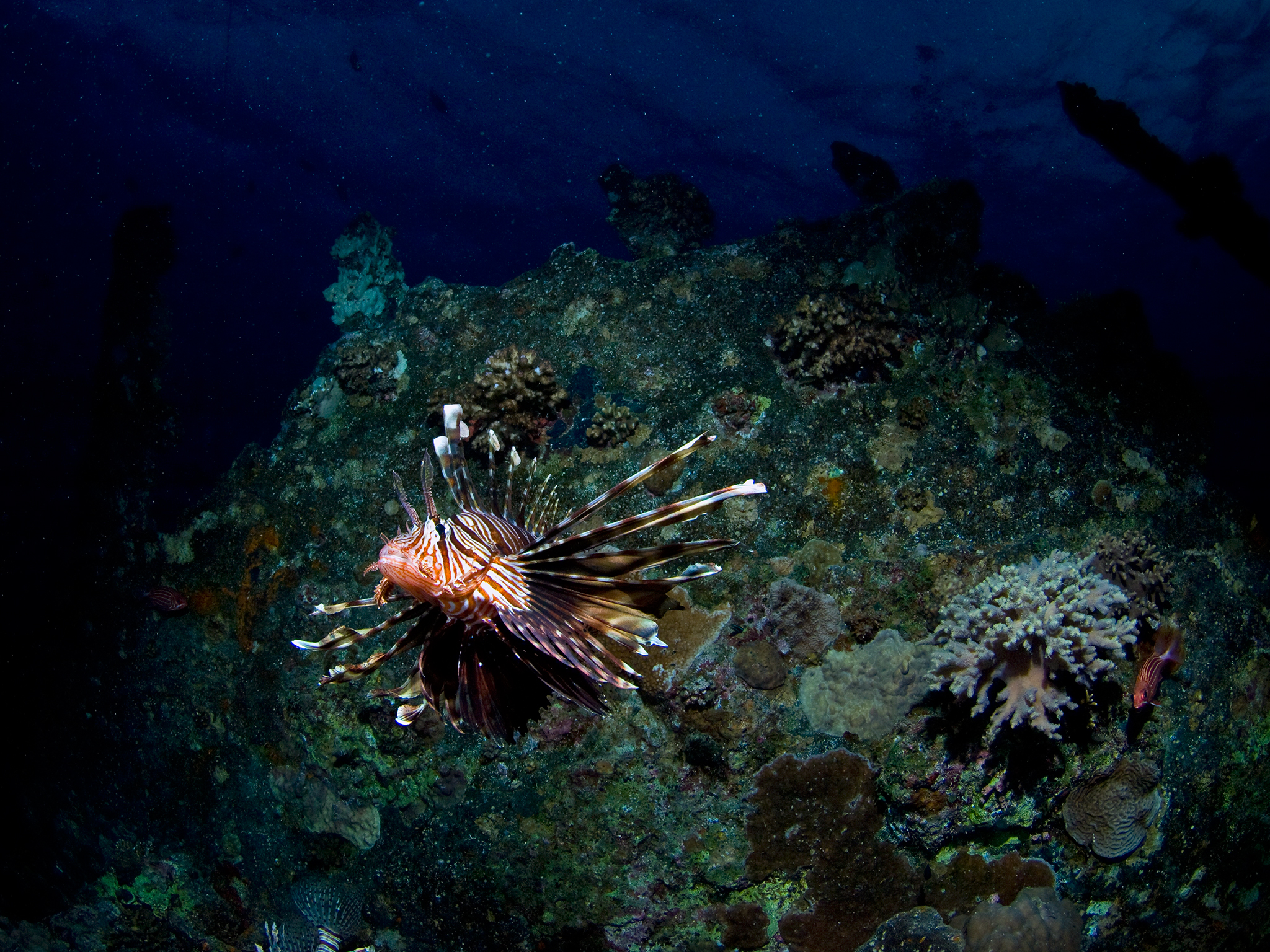 Lionfish on Barge