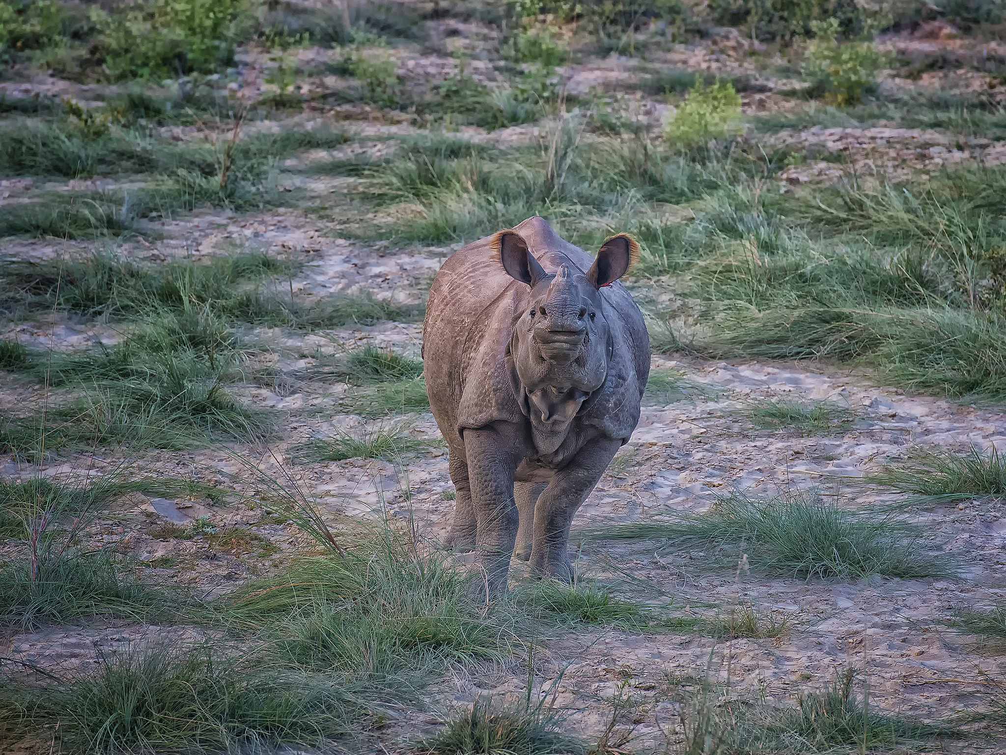 One Horned Asian Rhino