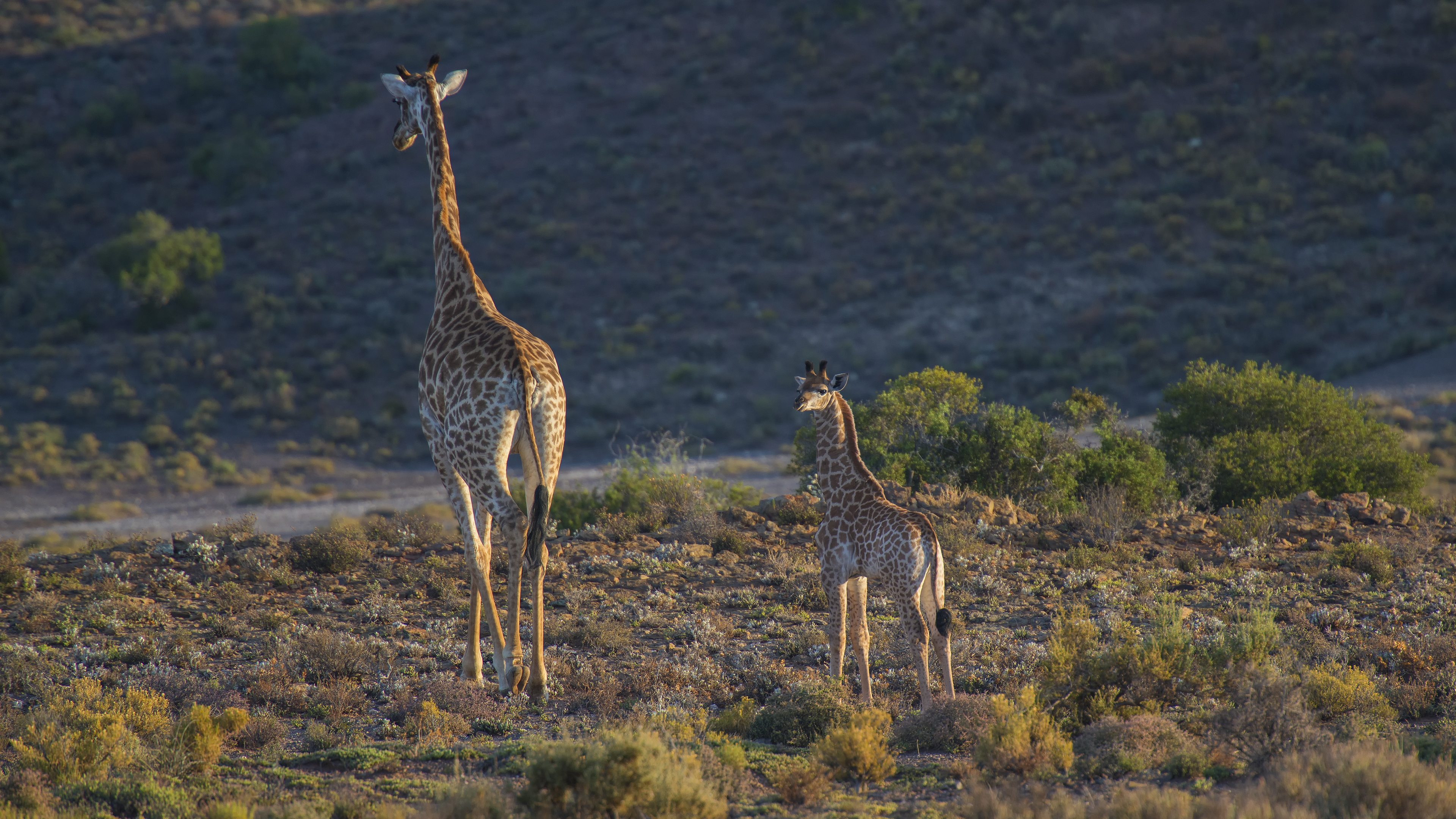 Mother and Baby