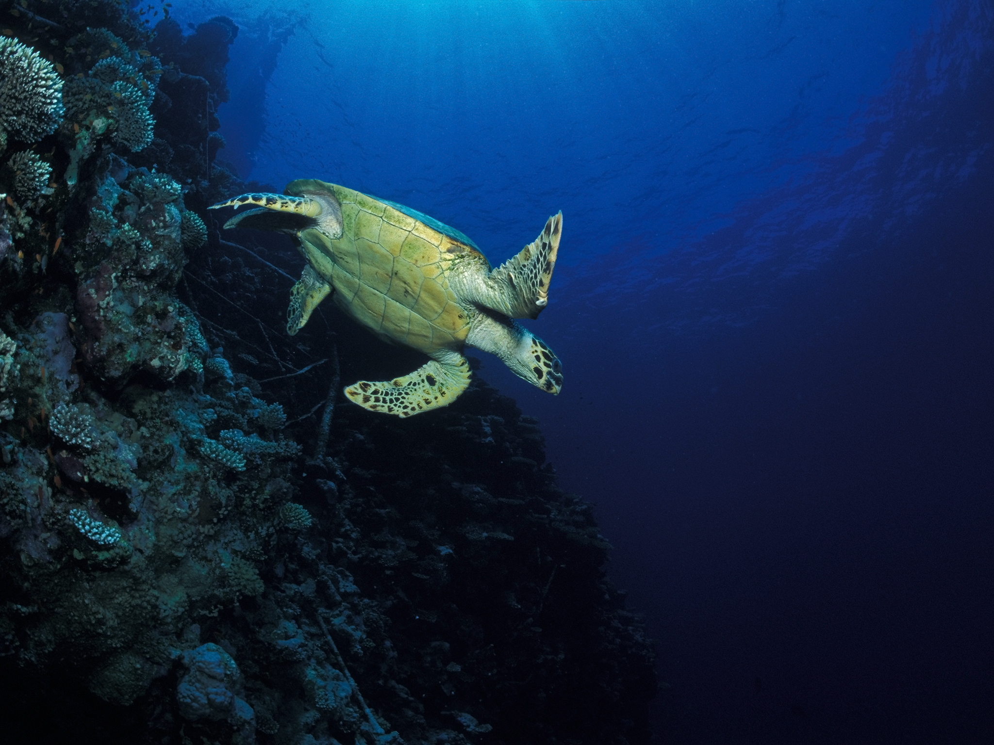 Turtle on Wall