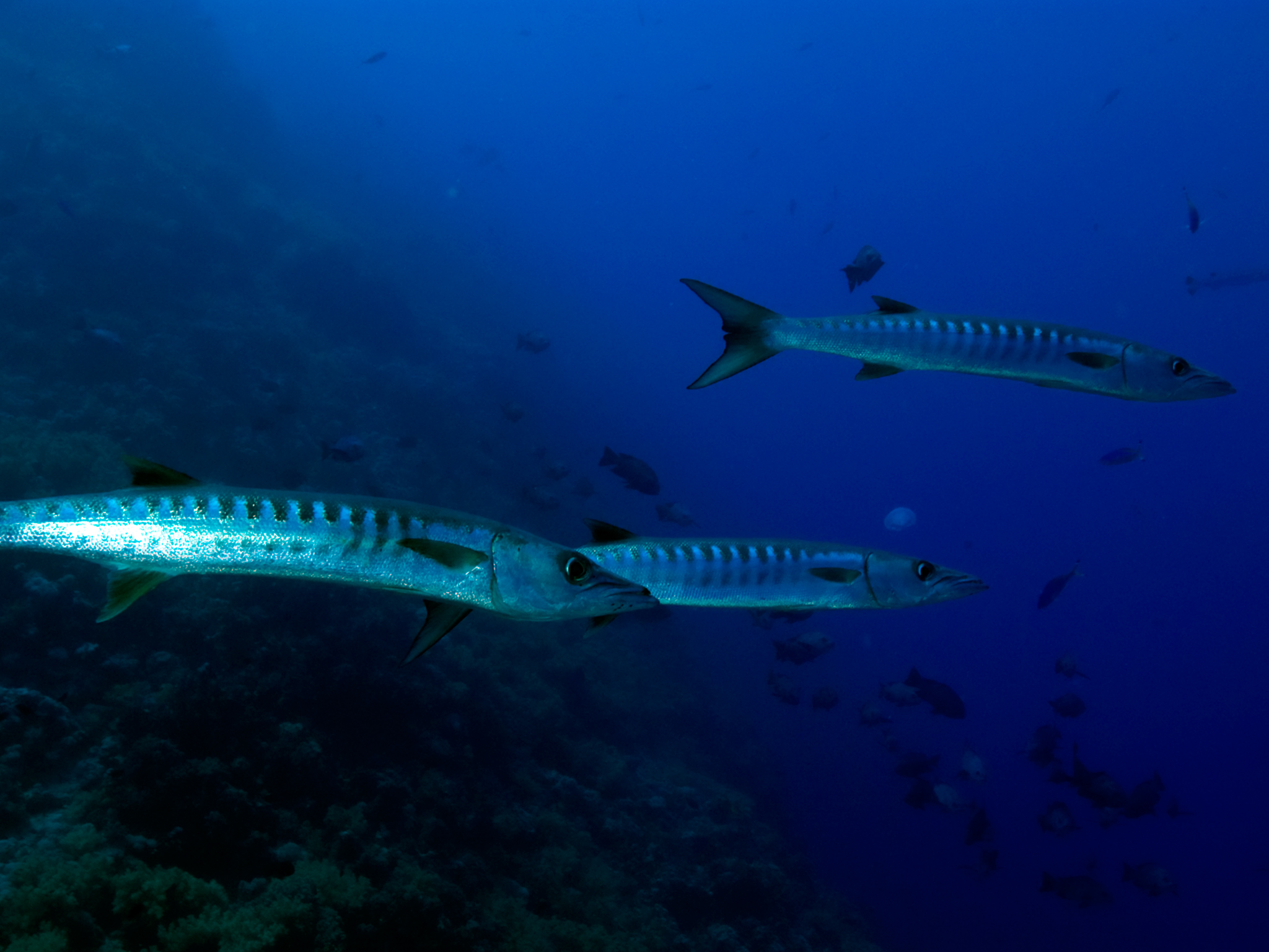 Barracudas