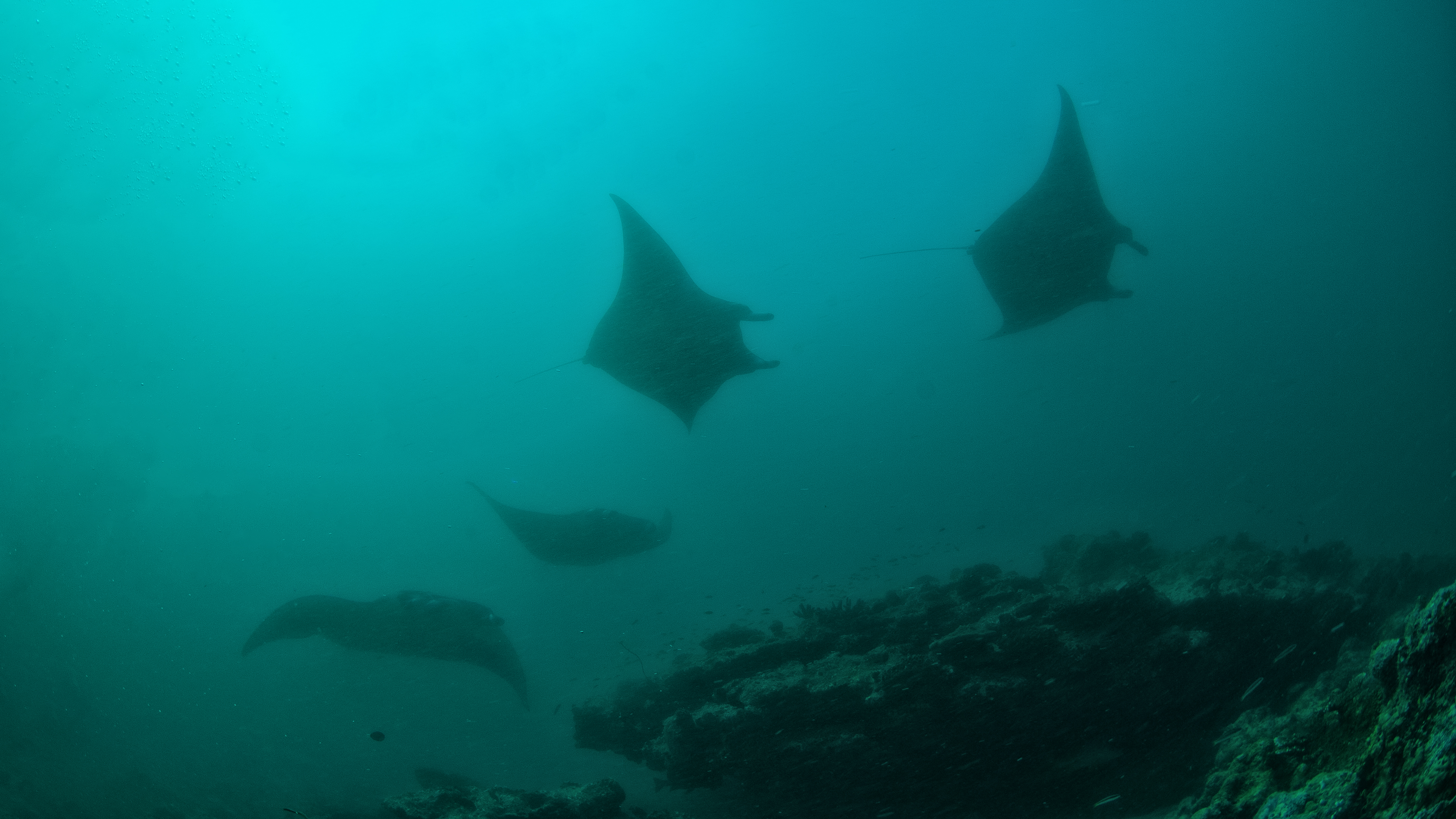 Manta Ray Cleaning Station