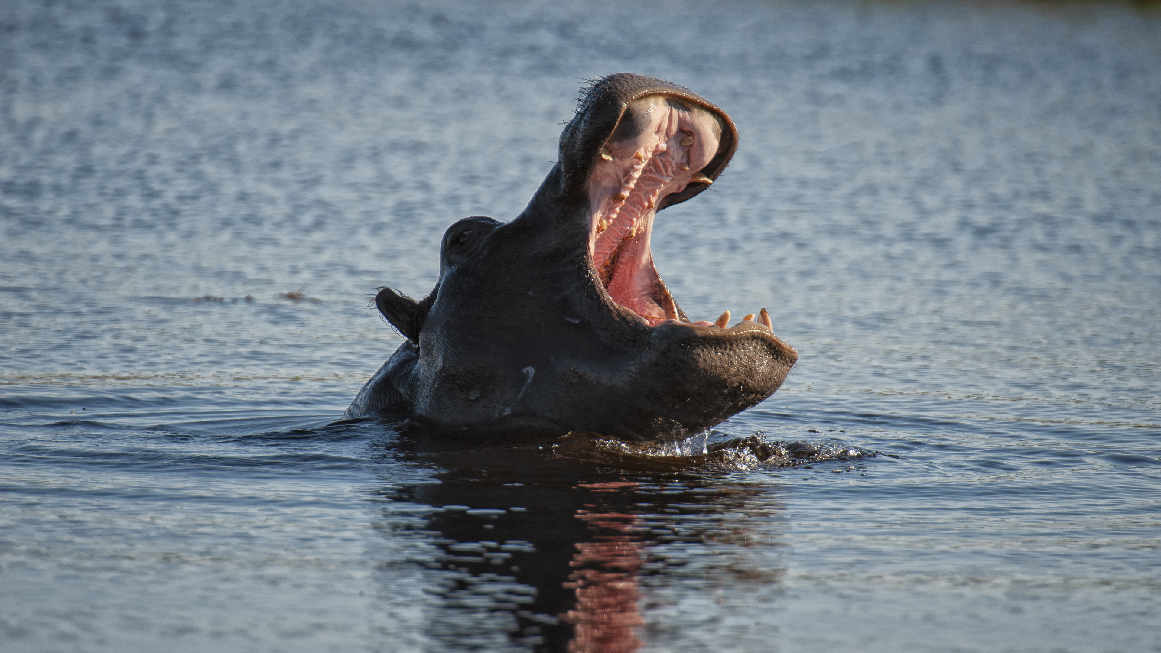 Hippo Yawn