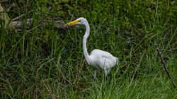 Great Egret