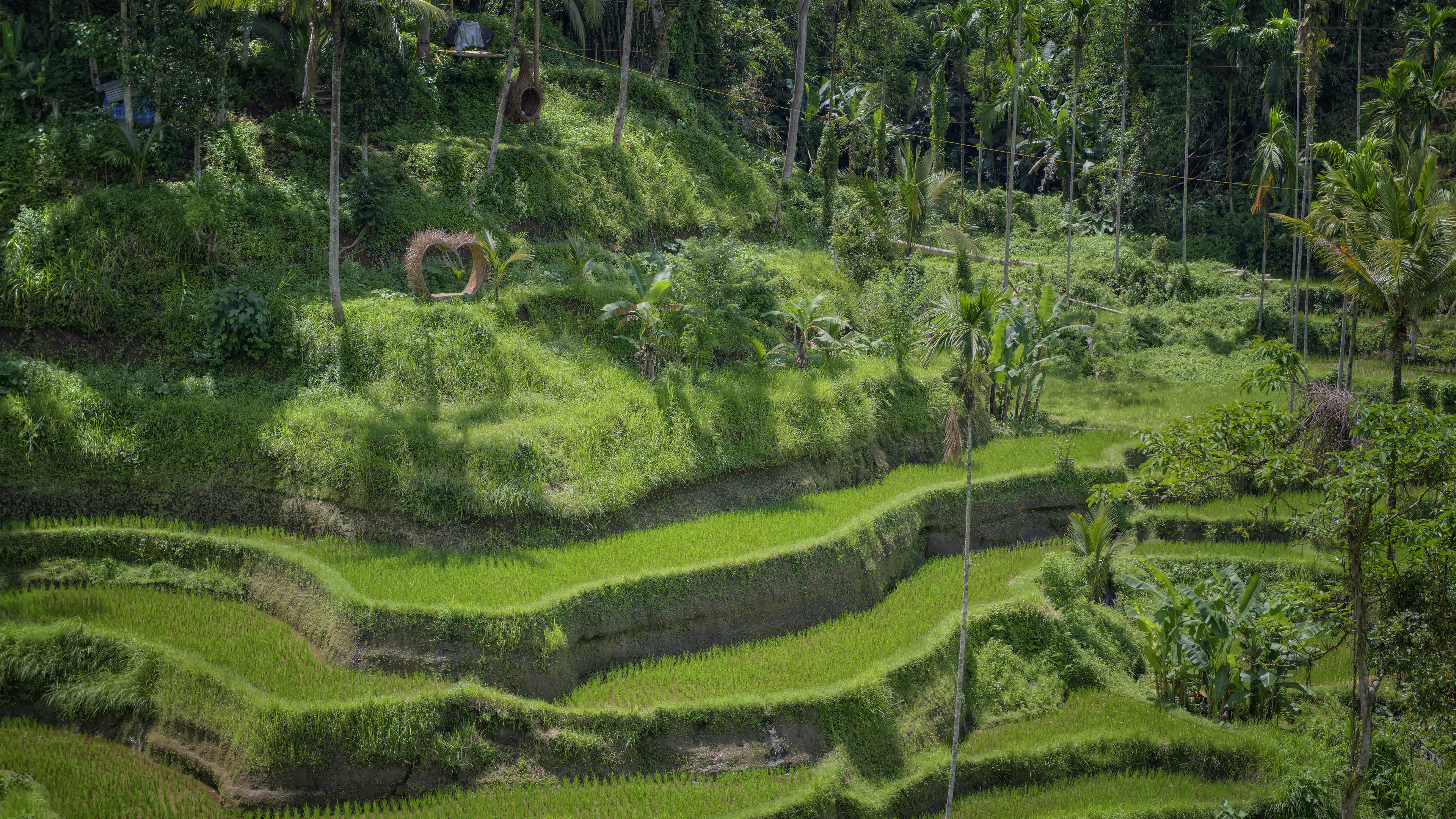 Rice Terraces in Bali