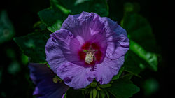 Flower in Kingwood Center Gardens