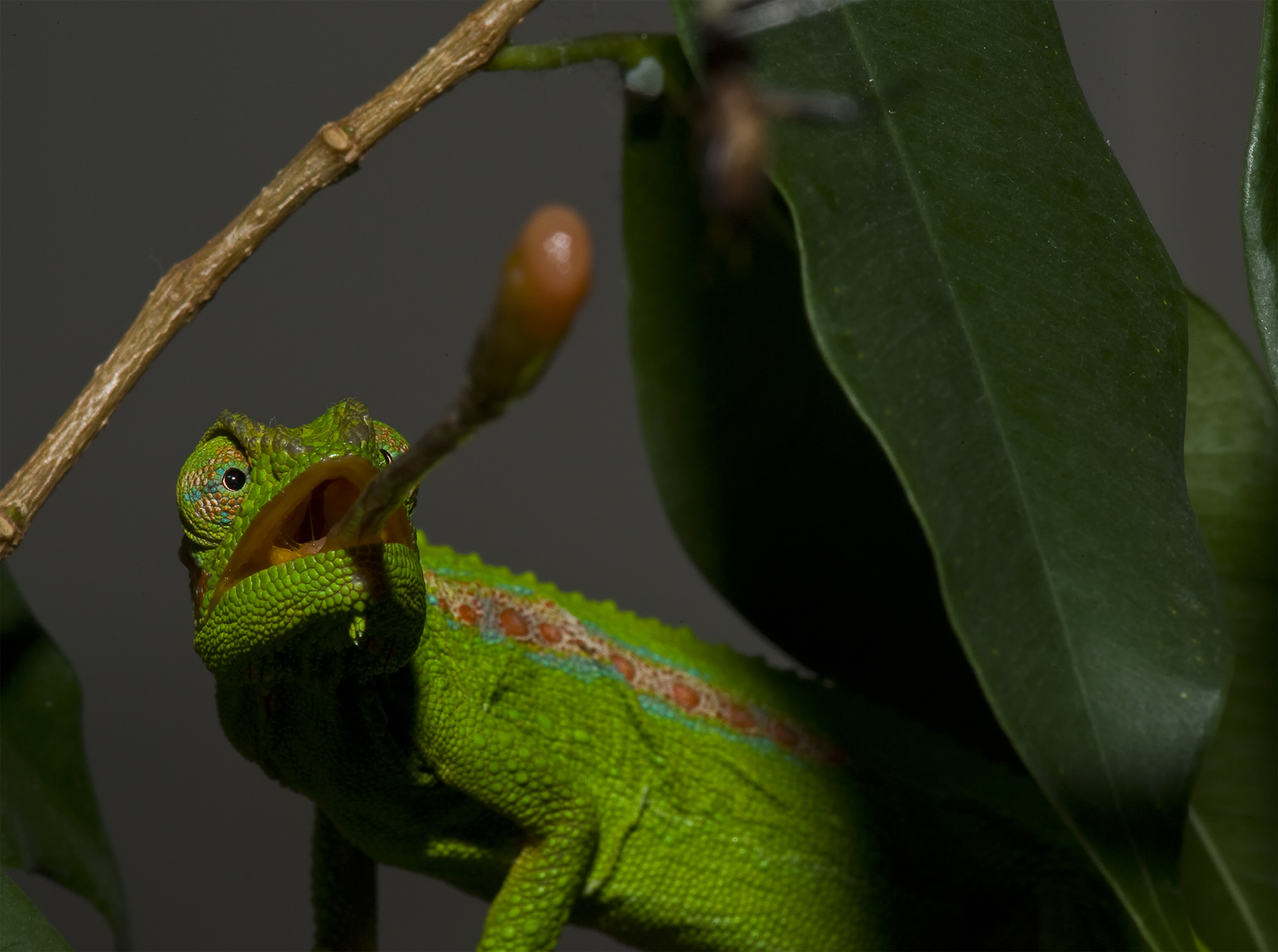 Rocket Tongue of the Chameleon