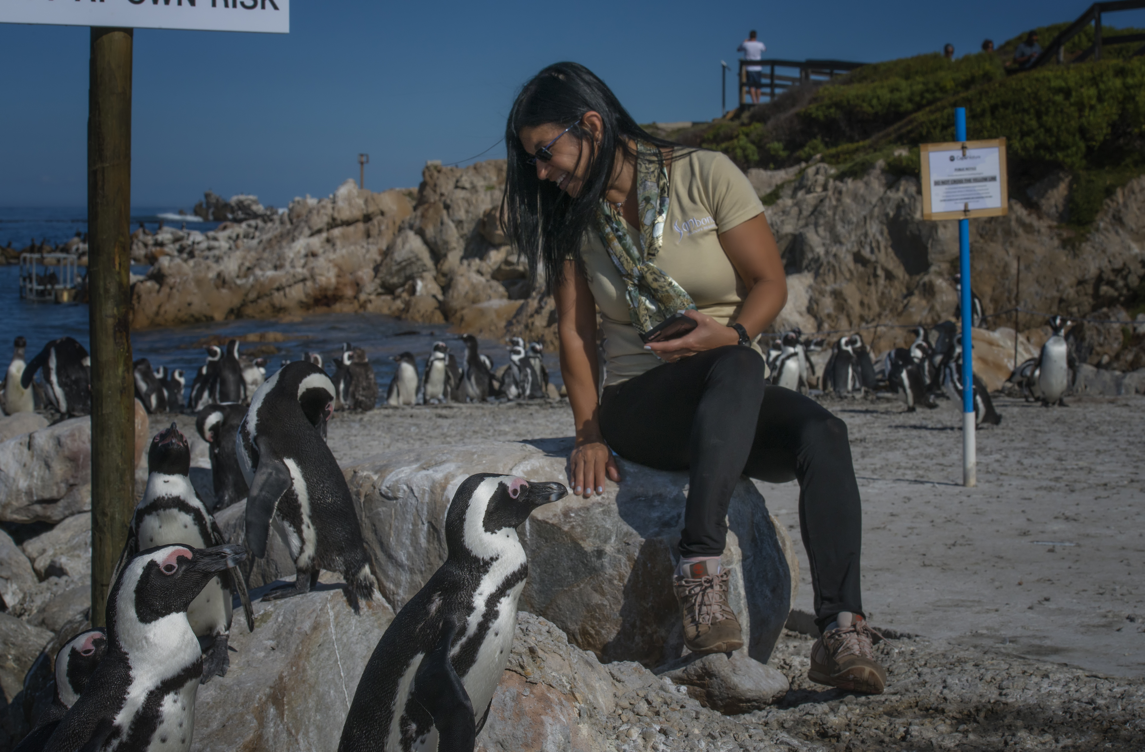 South African Penguin in Gordons Bay