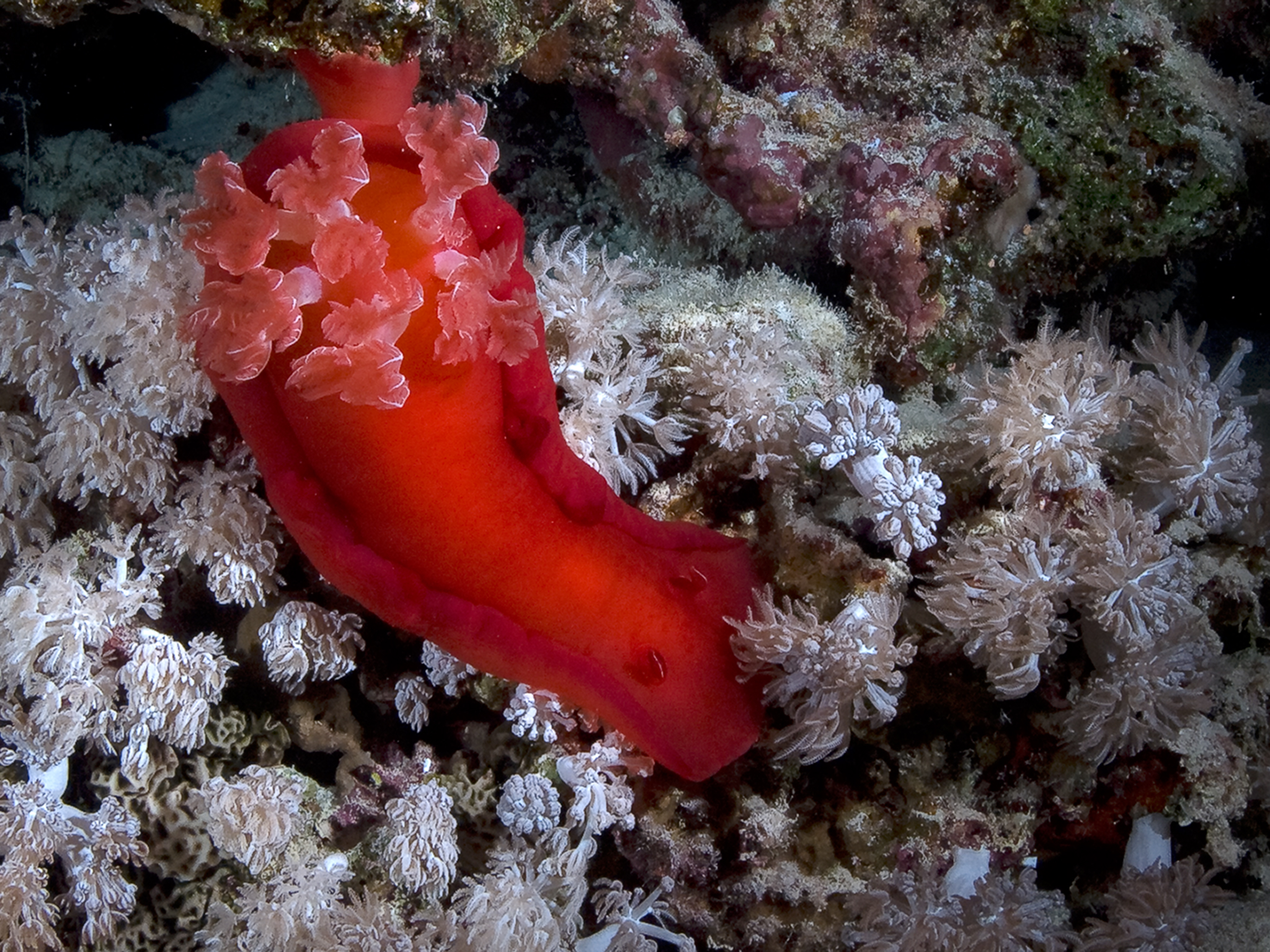 Spanish Dancer