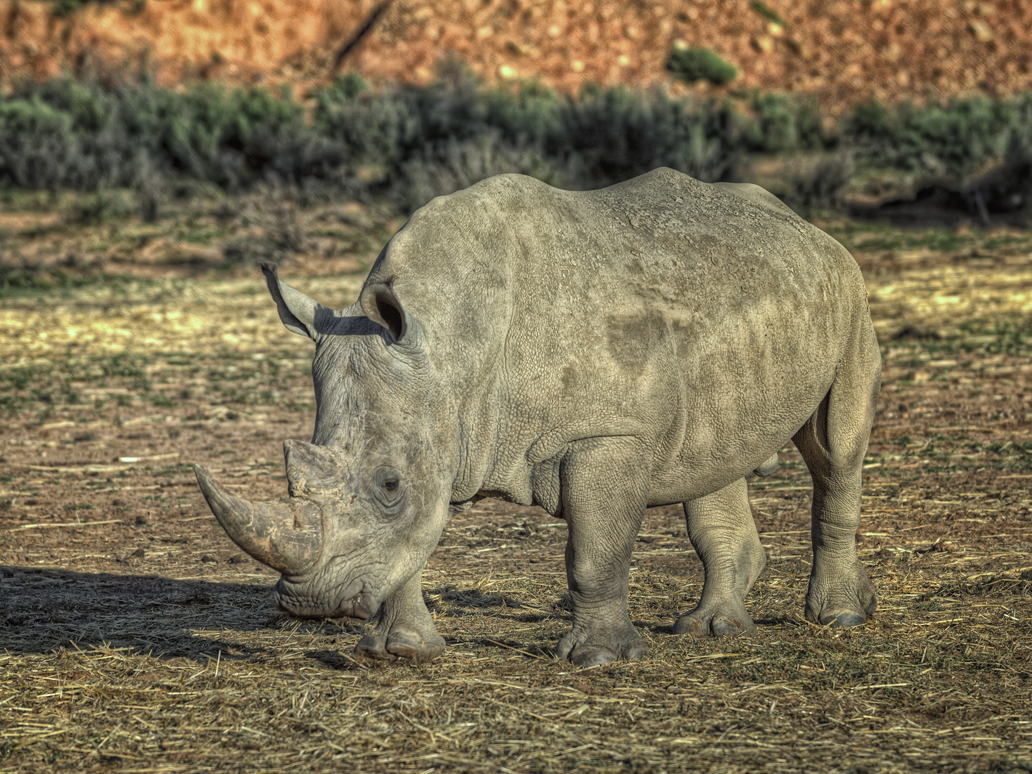 African Rhino
