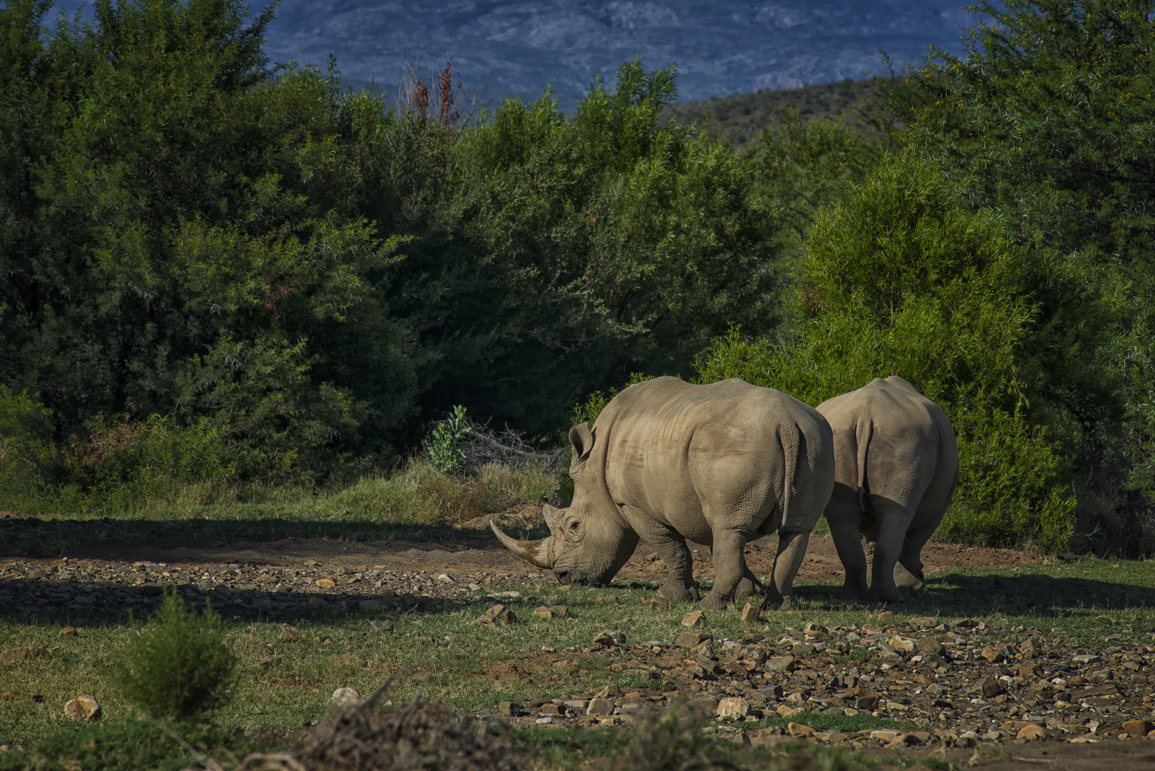 Sanbona Wildlife Reserve