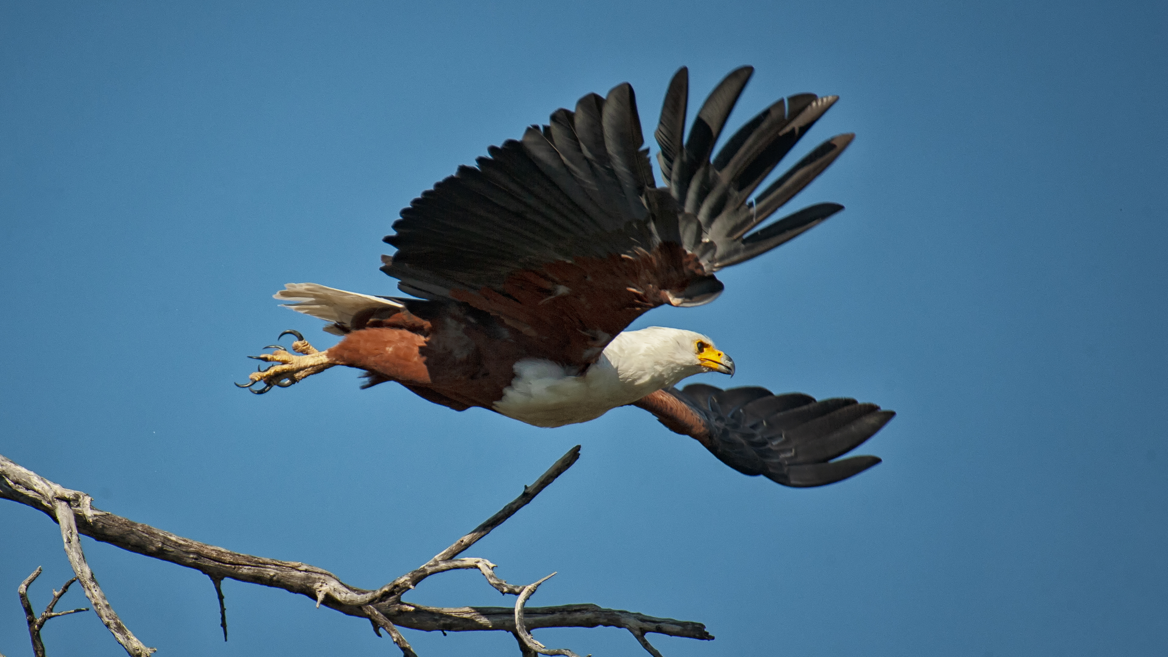 Fish Eagle