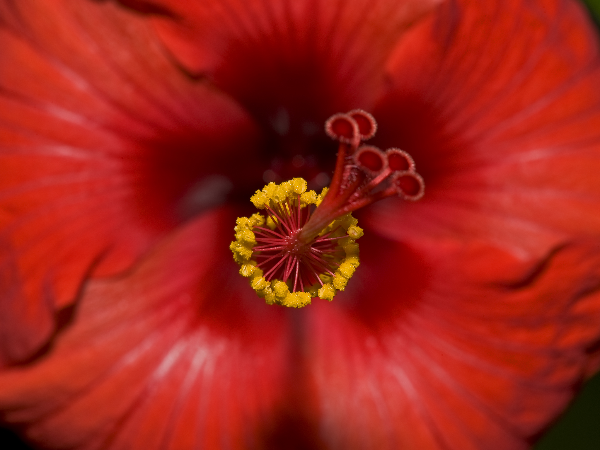 Hibiscus