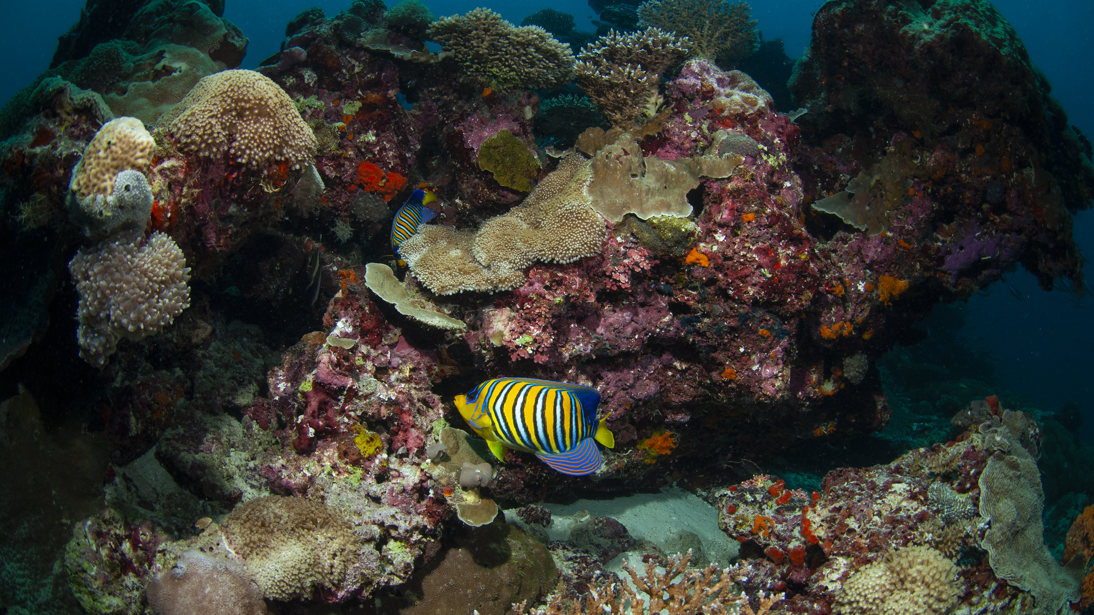 Sub Adult Emperor Angelfish
