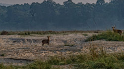 Hog Deer in Bandipur, Nepal
