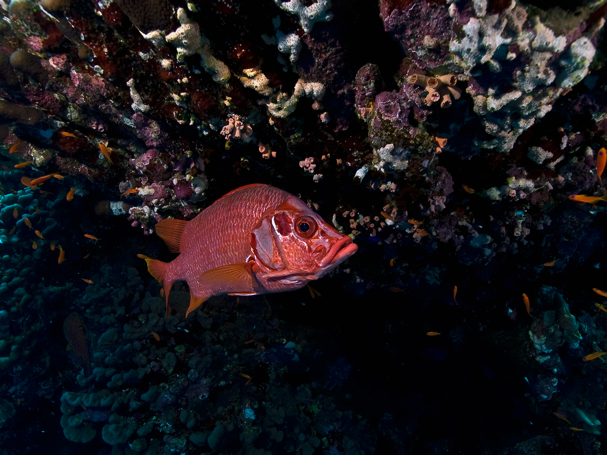 Red Snapper