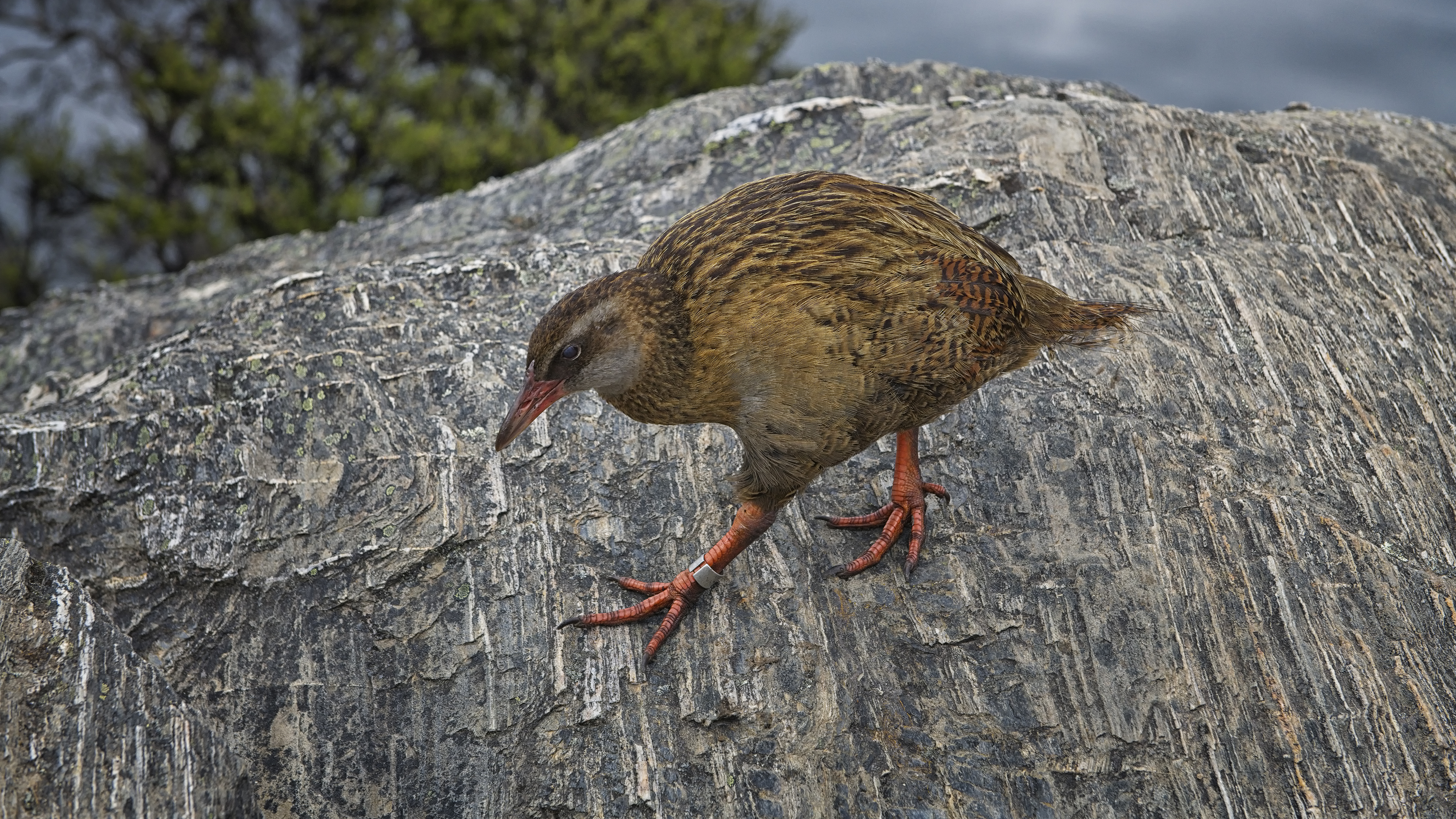 Wally the Weka