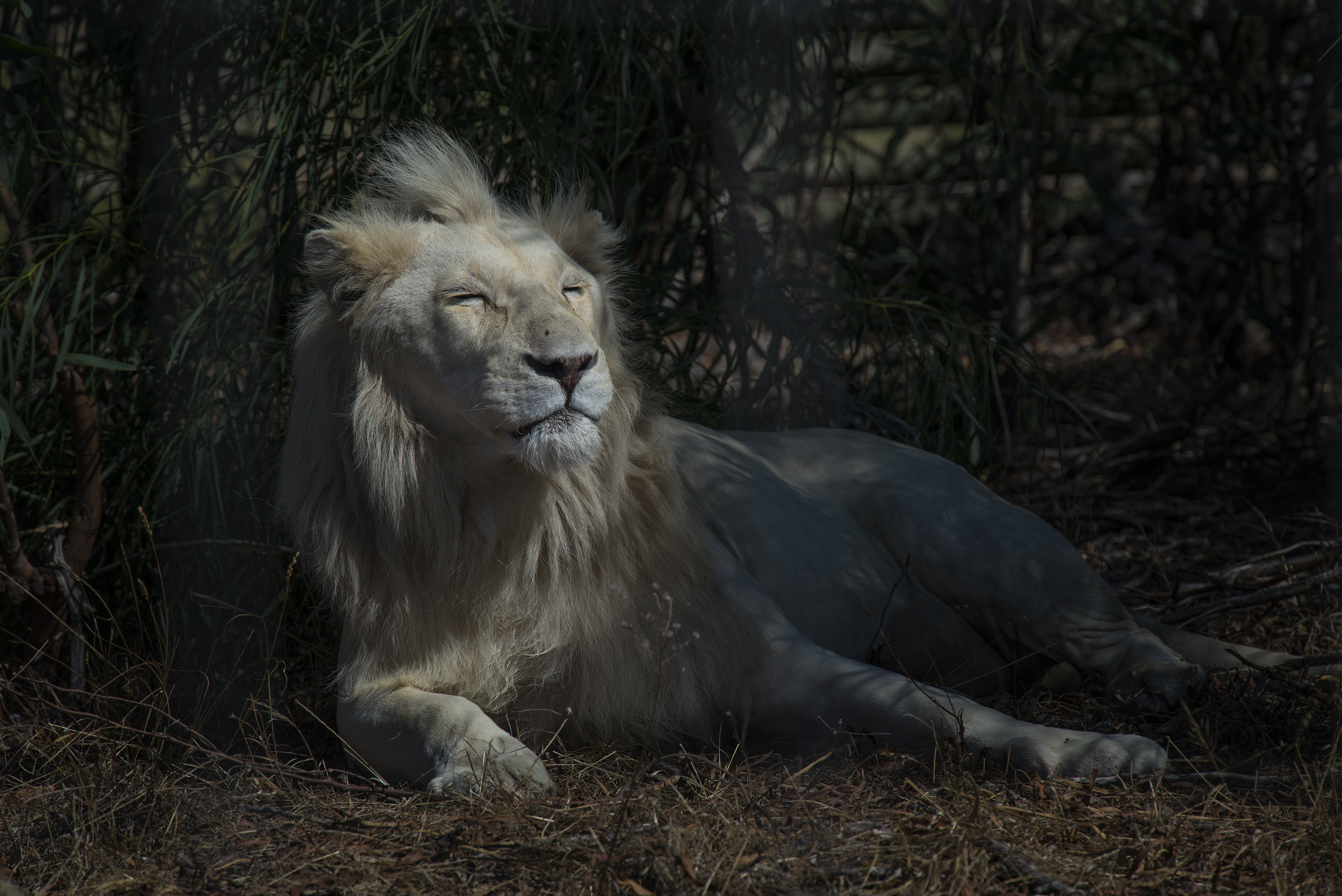 White Lion
