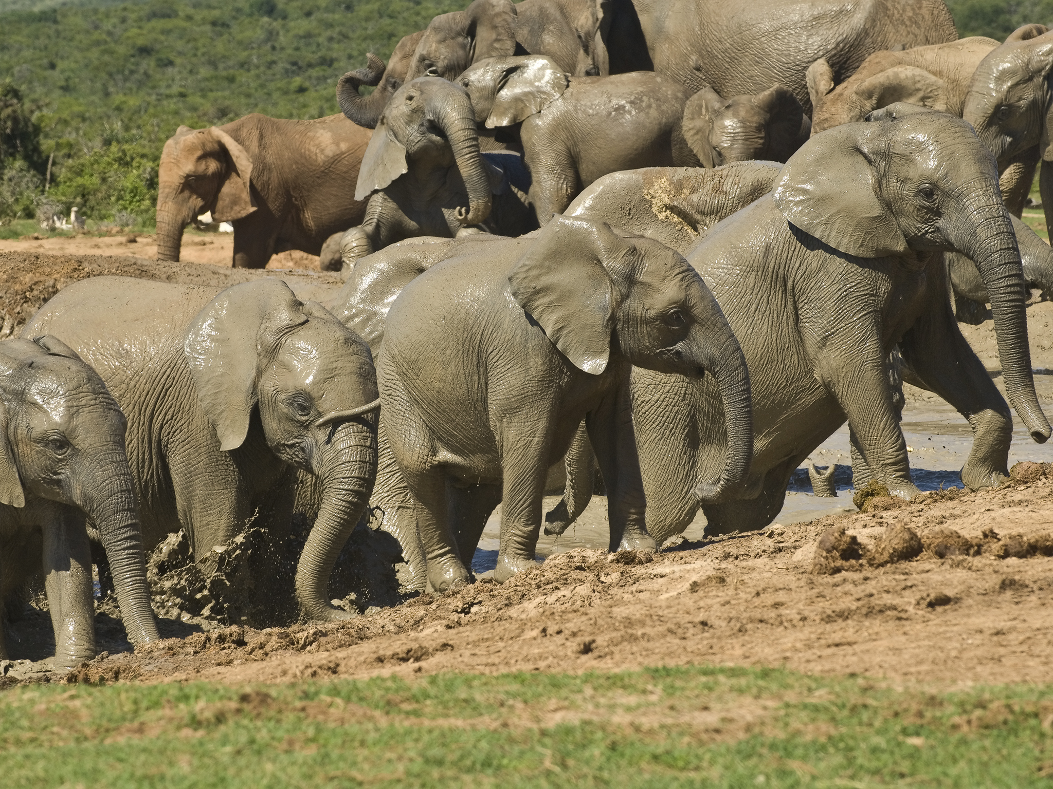 Herd in the Watering Hole