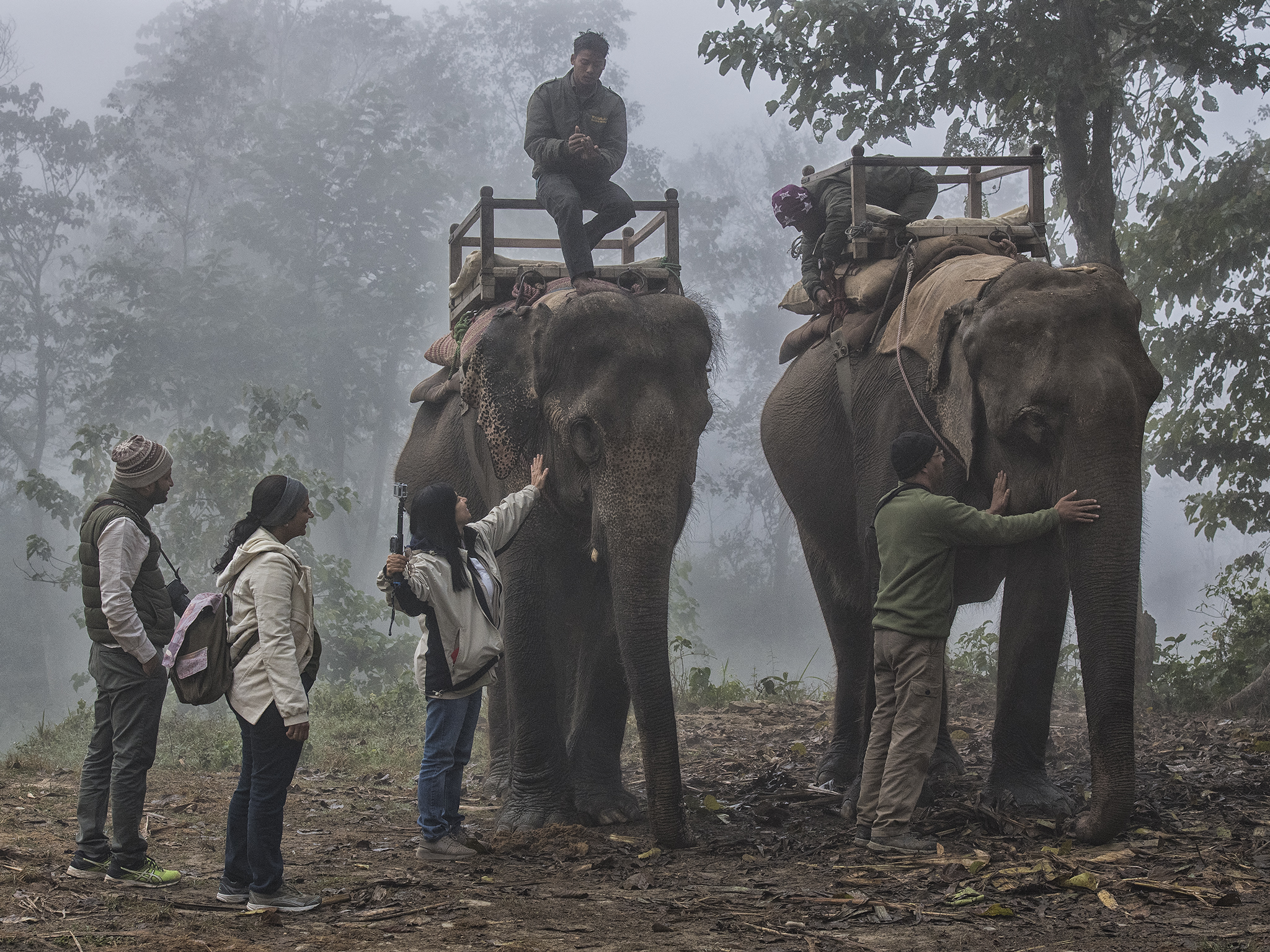 Gentle Giants