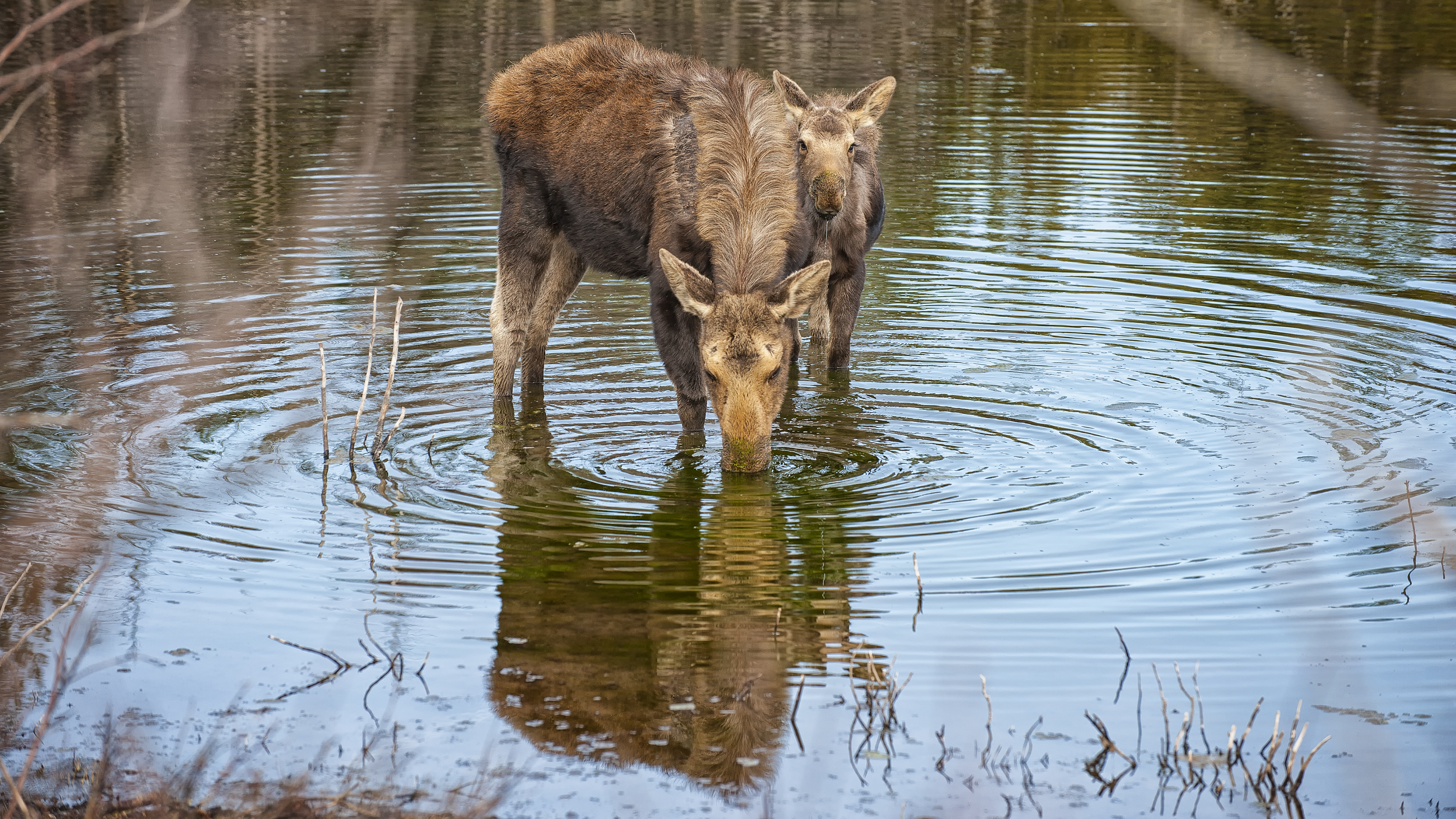 Moose