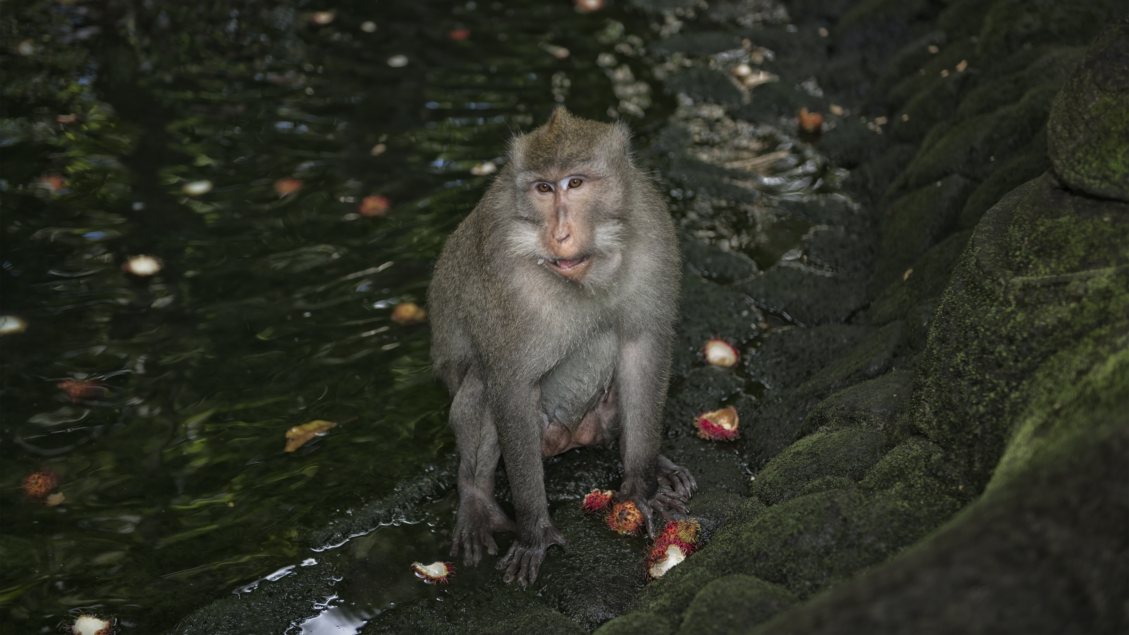 Balinese long tailed Monkey
