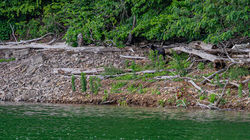 Bear Swam across the Lake and Reached Land