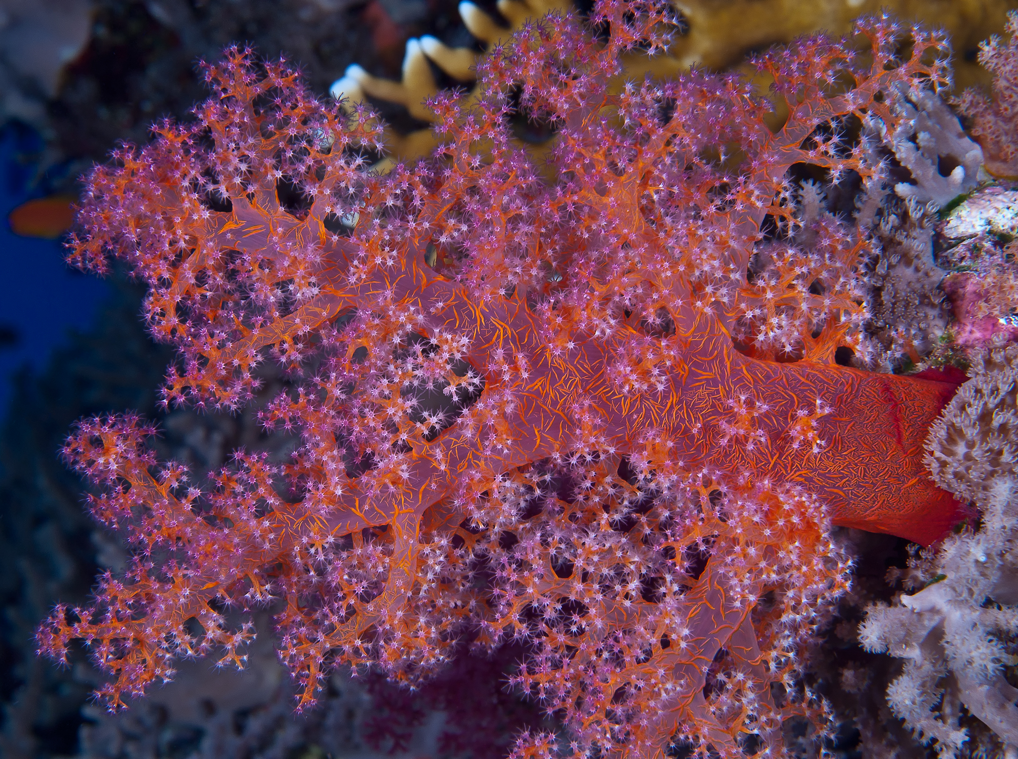 Soft Coral Branch