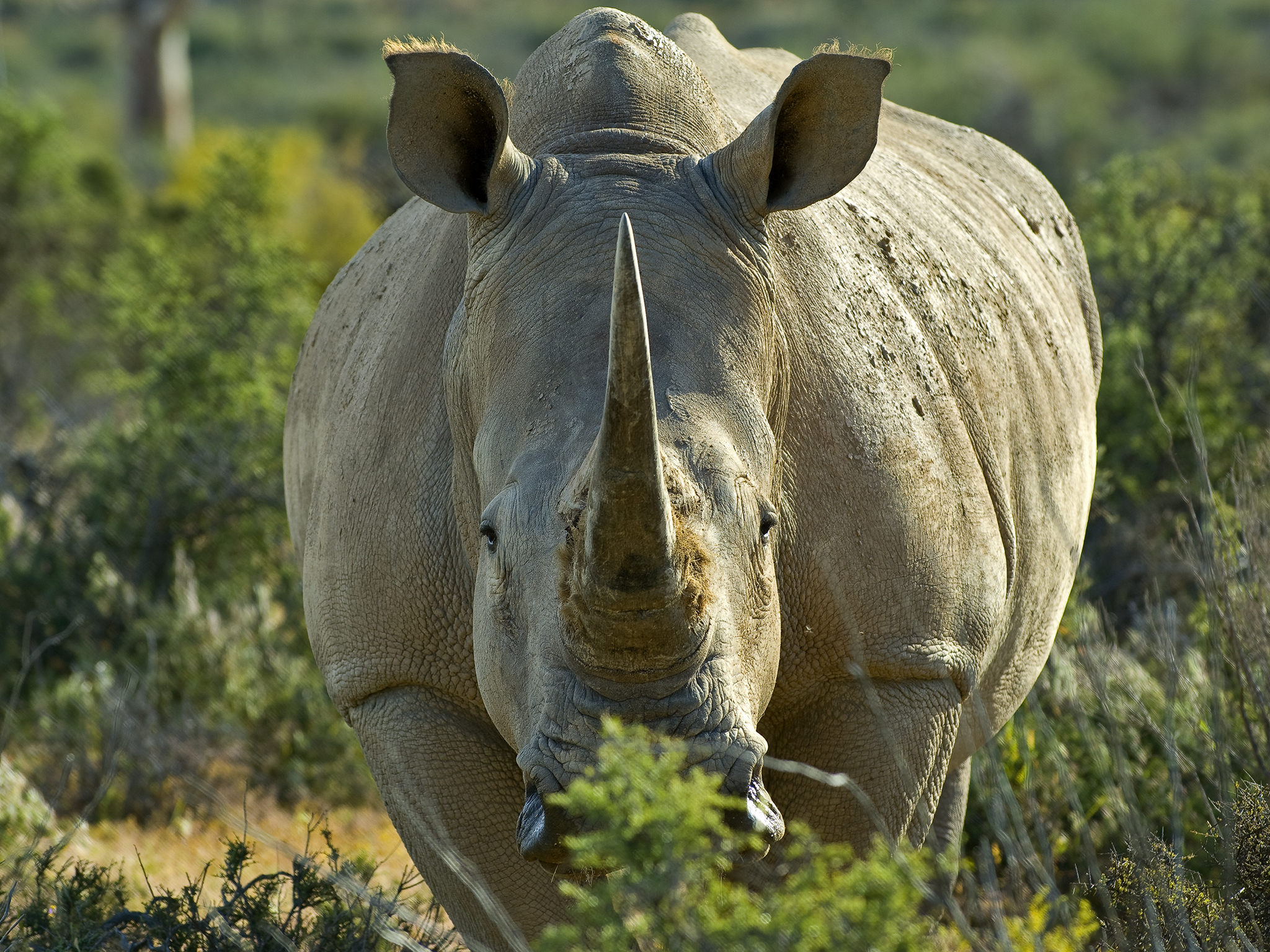 African White Rhino