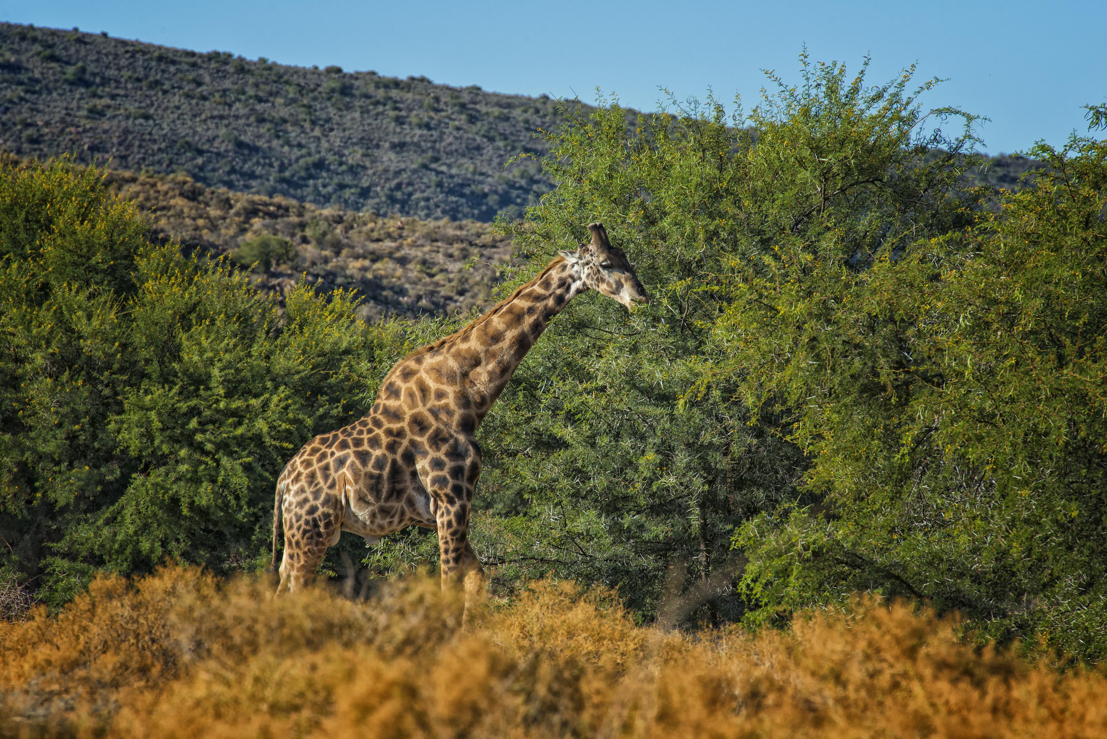 Sanbona Wildlife Reserve