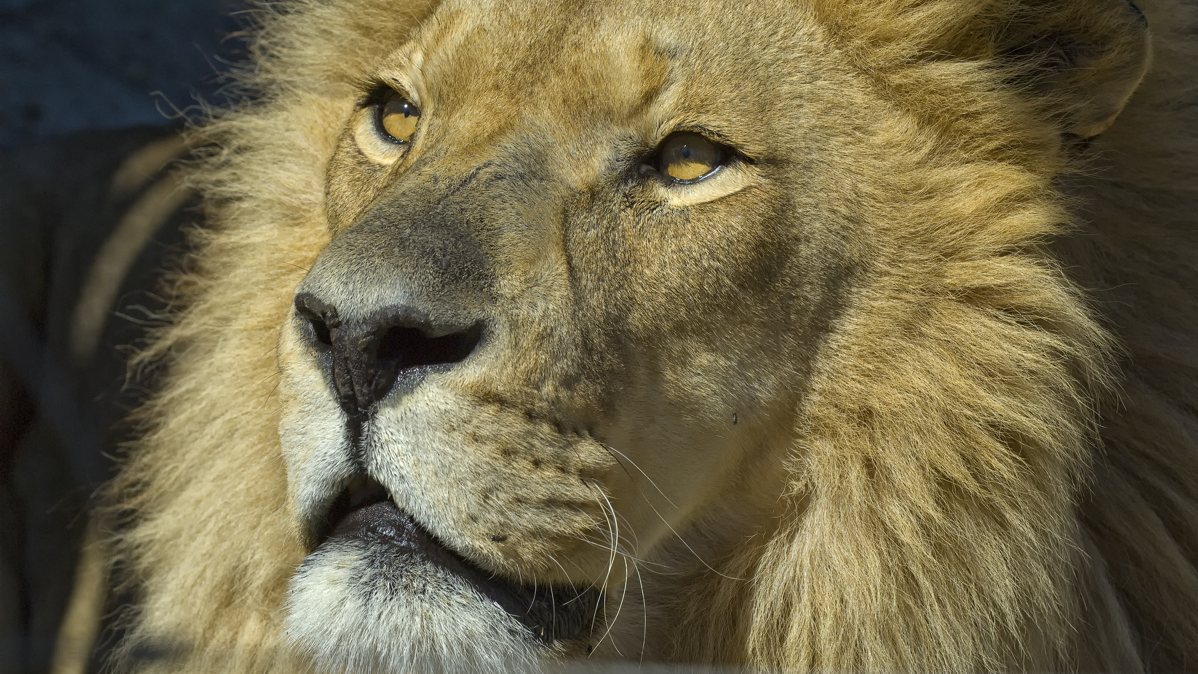 Rescued Lion