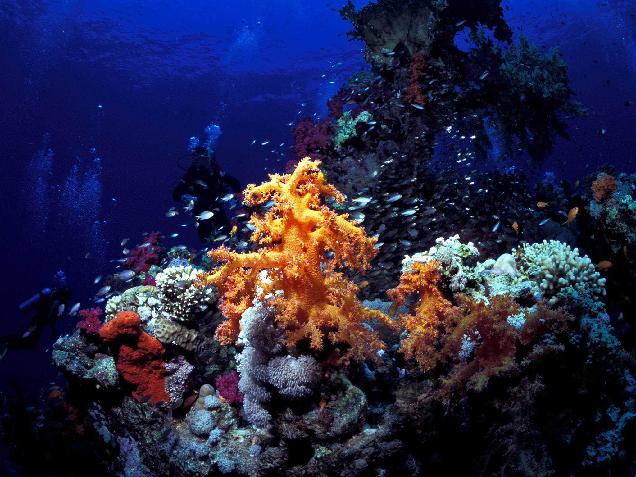 Coral Head with Soft Coral