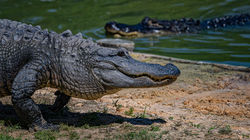 Taking a Walk in Alligator Alley