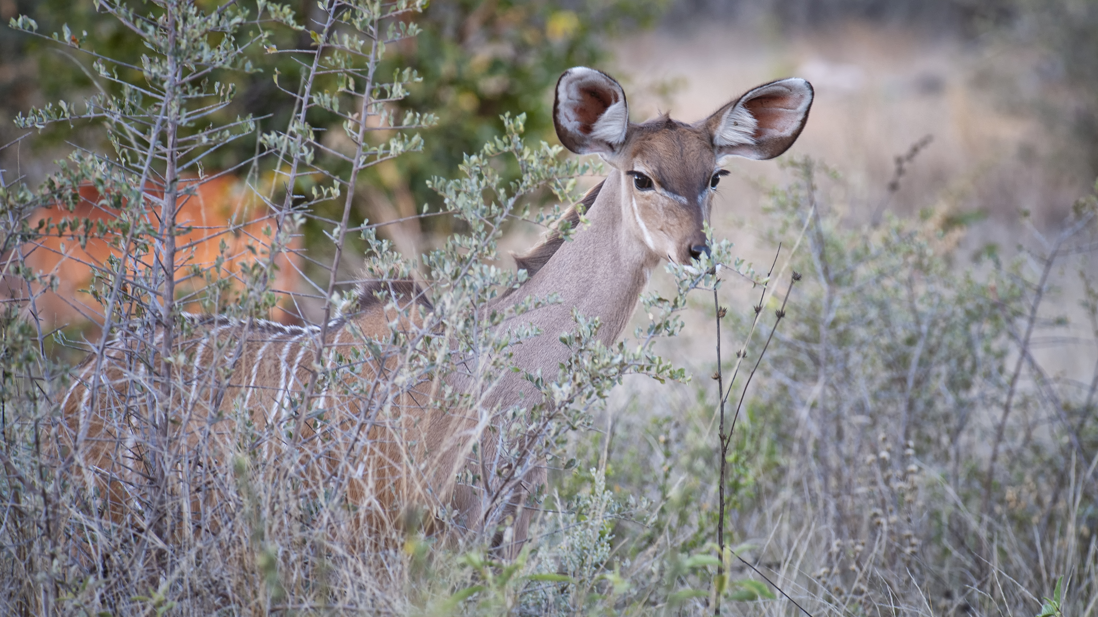 Female Kudu