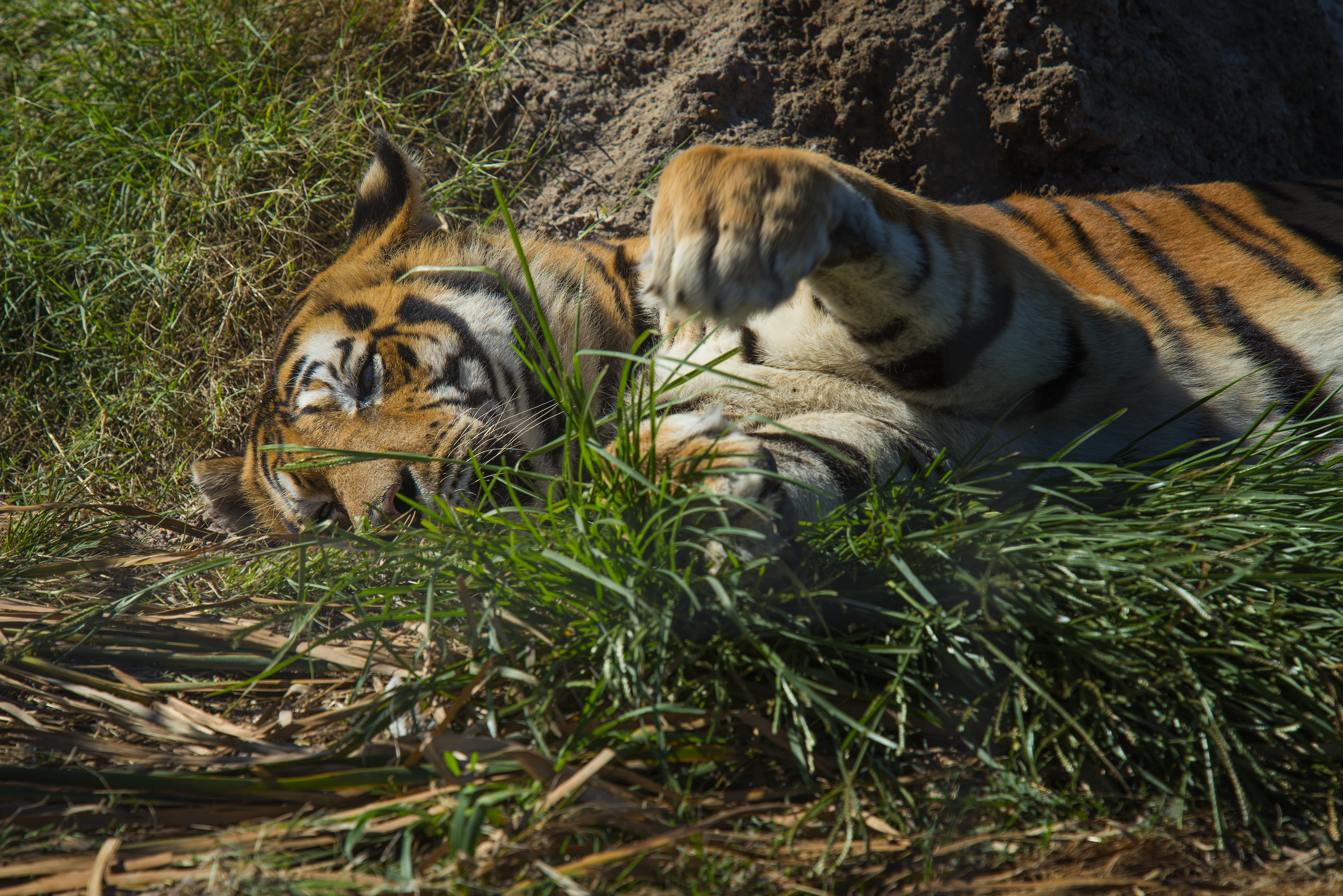 Bengal Tiger