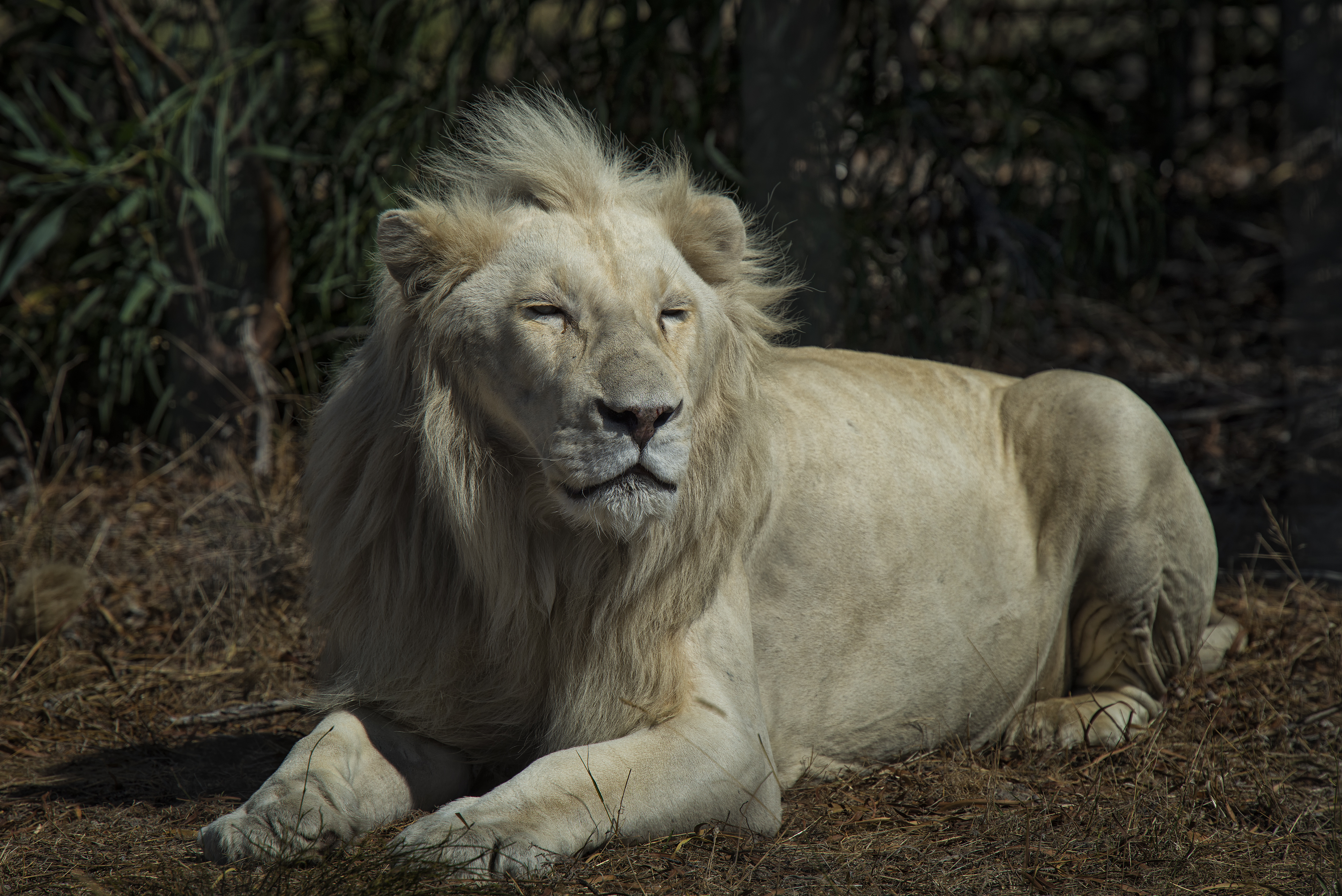 White Lion