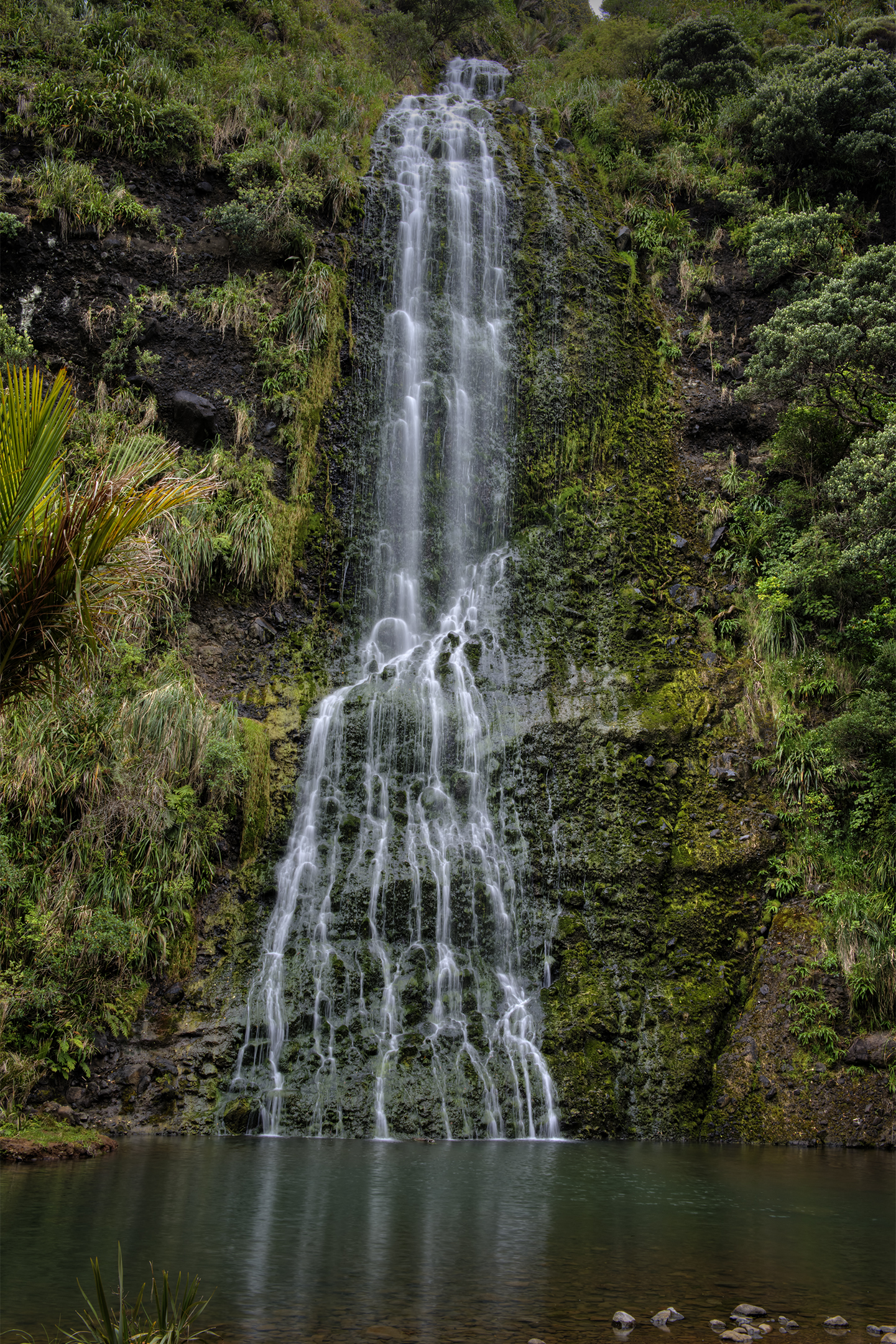 Arataki Rainforest