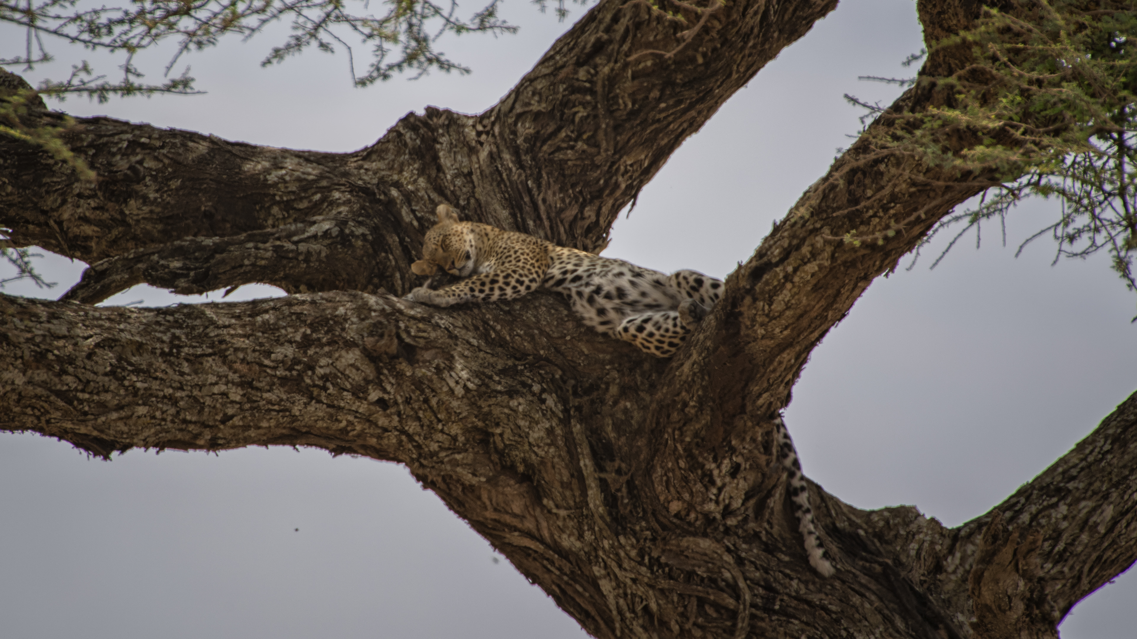 Some Sleepy Time