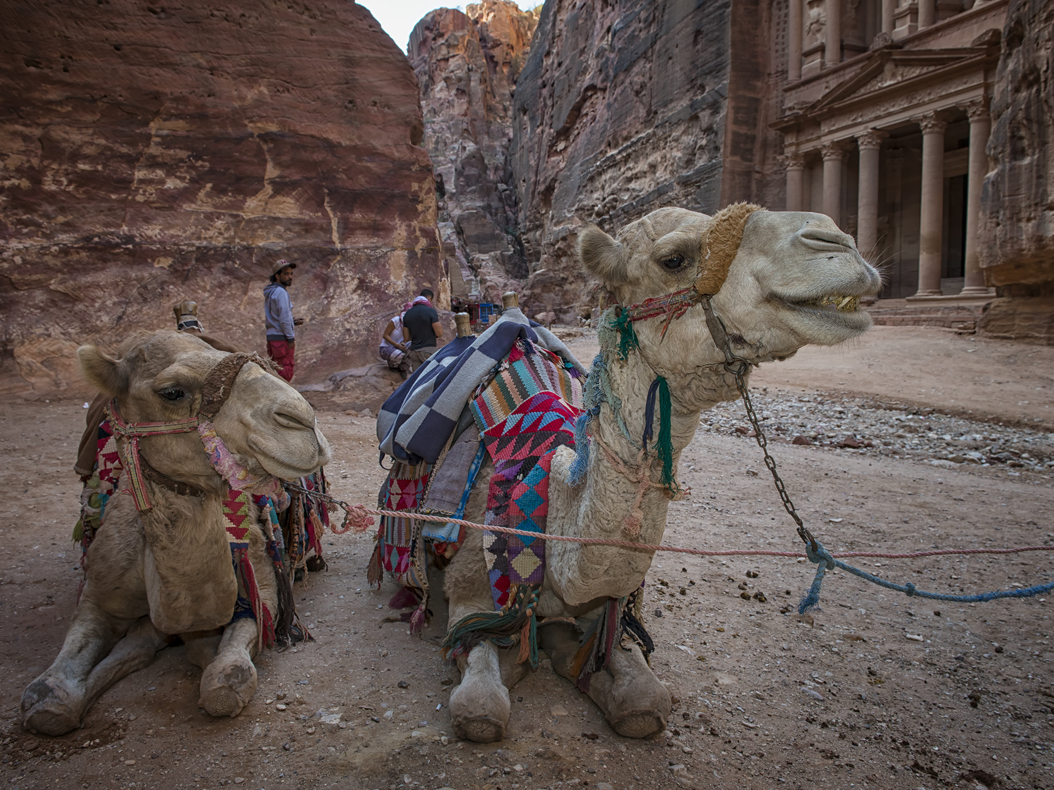 Camels in Petra, Jordan