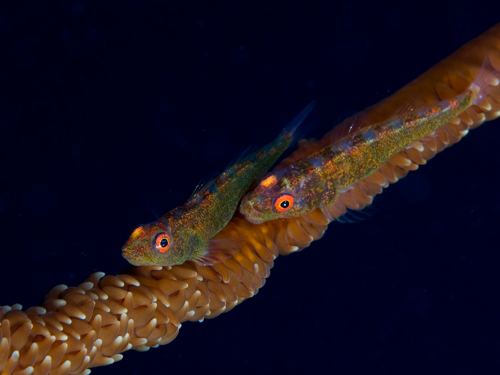 Sea whip with twin gobies