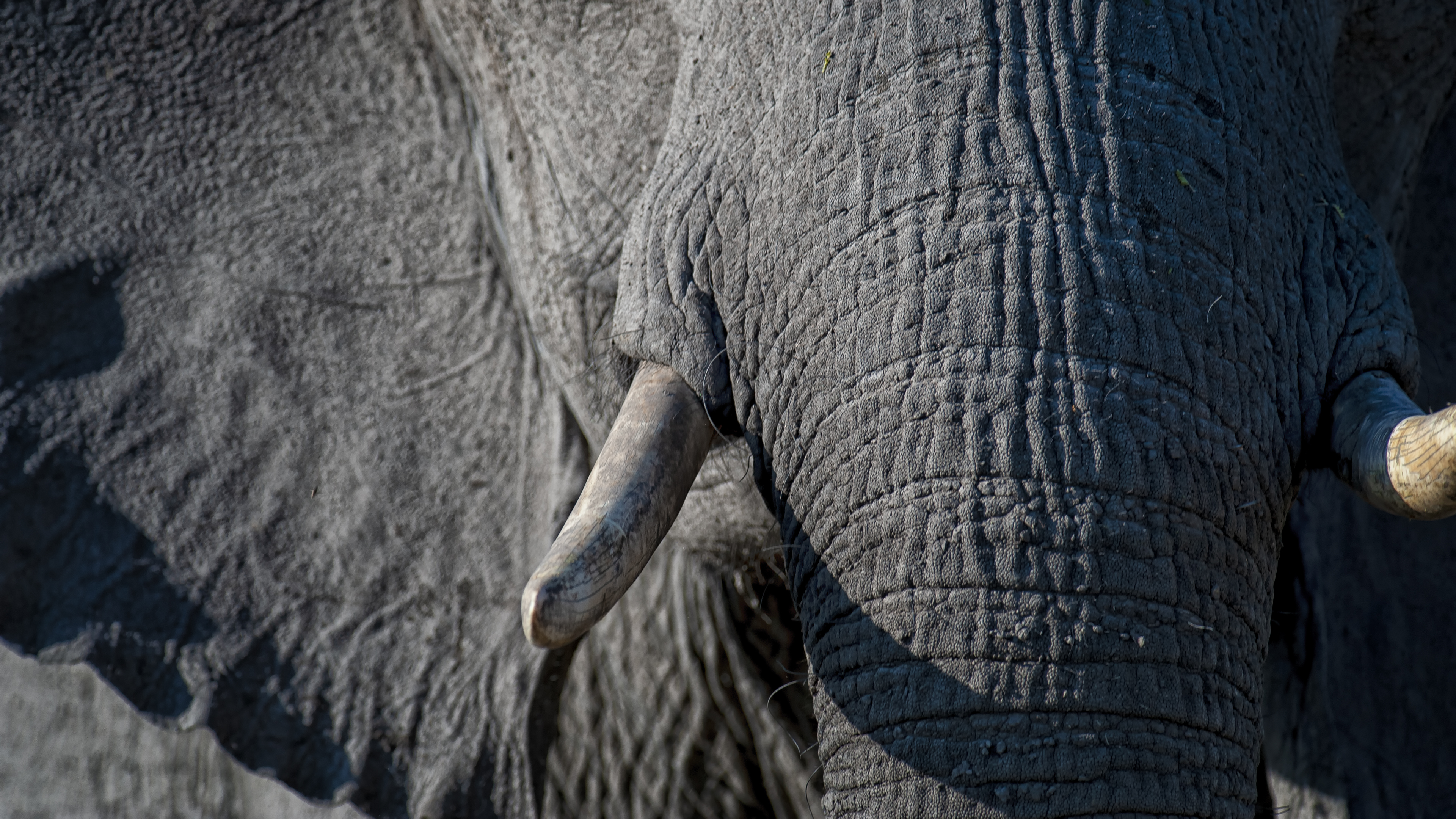 Elephant Skin