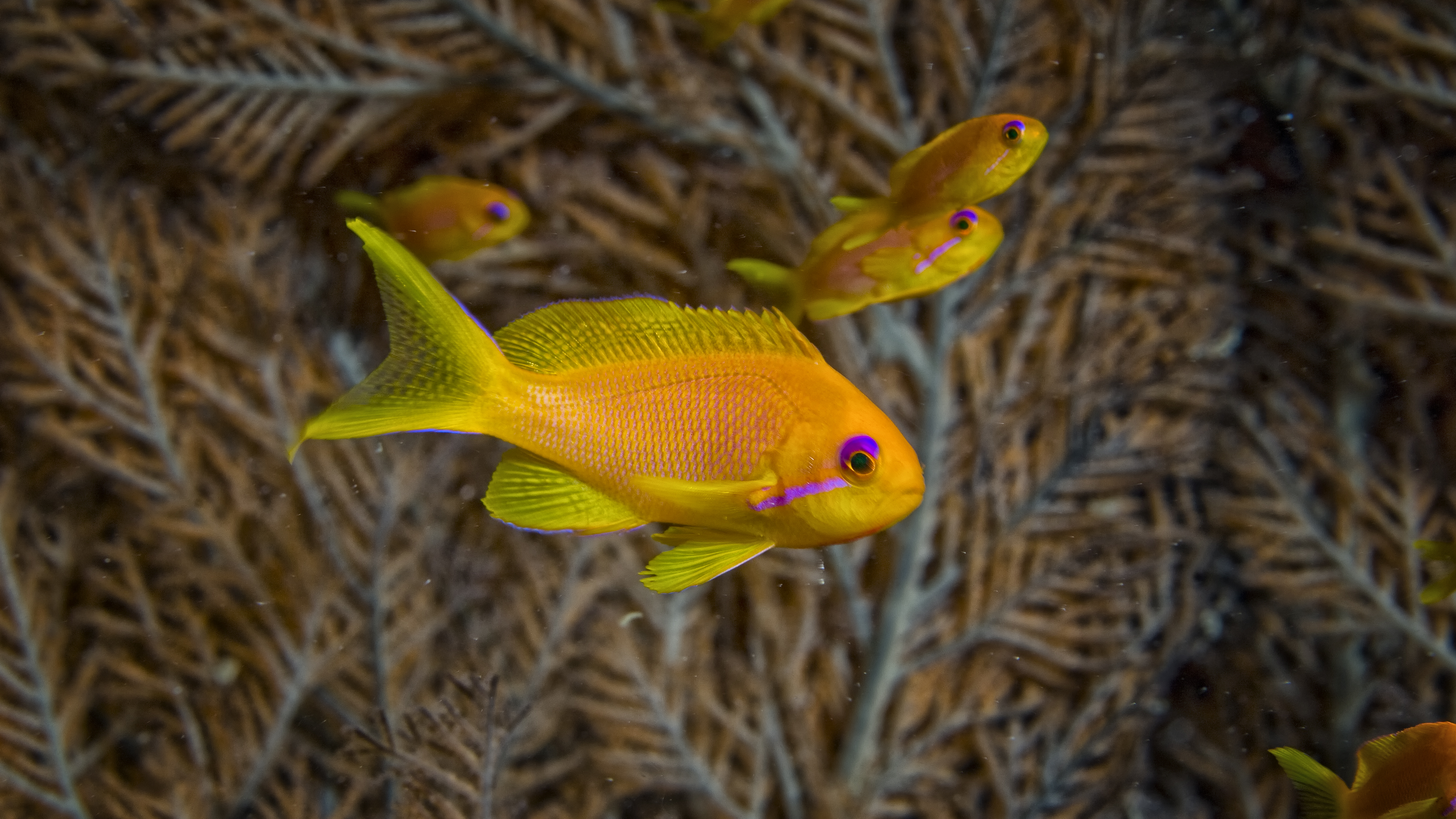 Gold Anthias