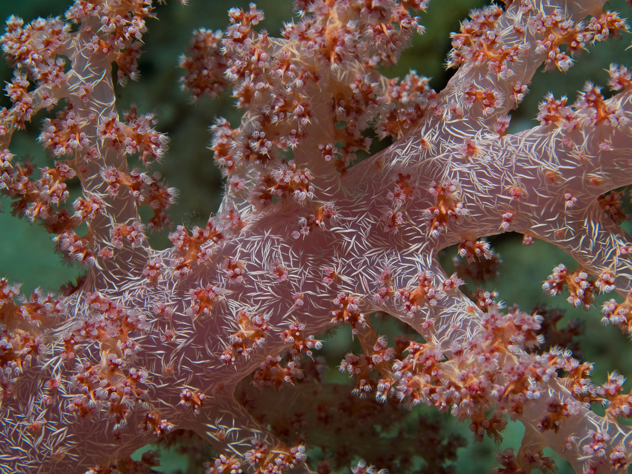 Delicate Soft Coral