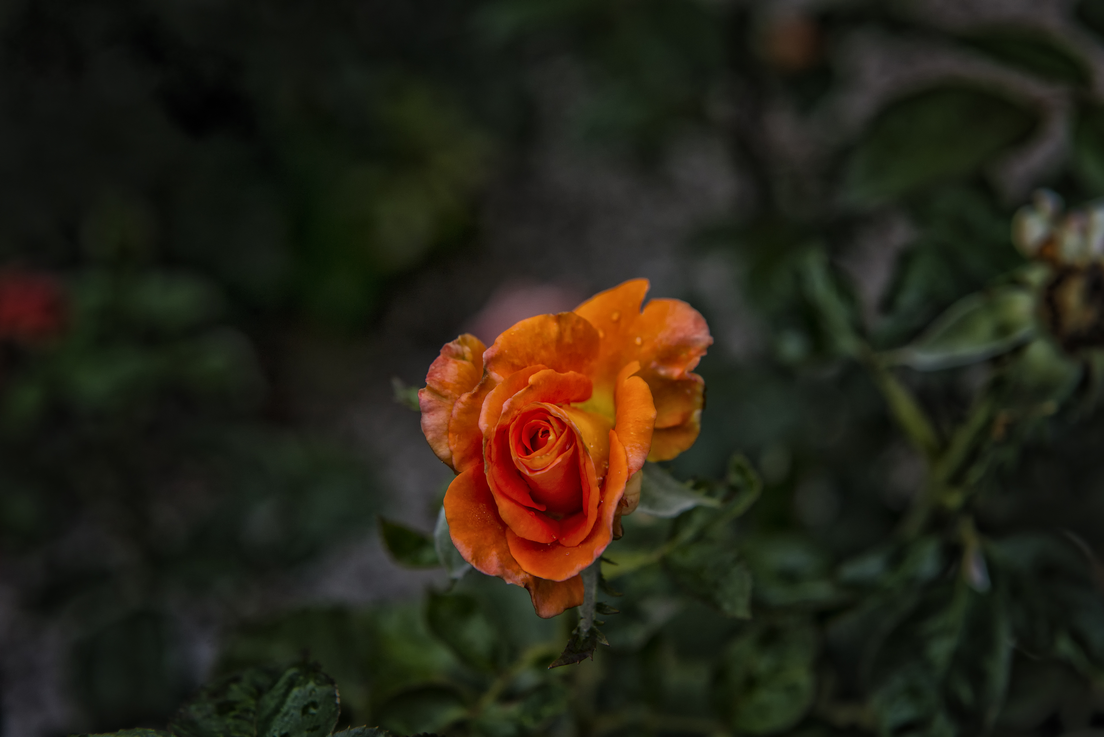 Cape Town Flower